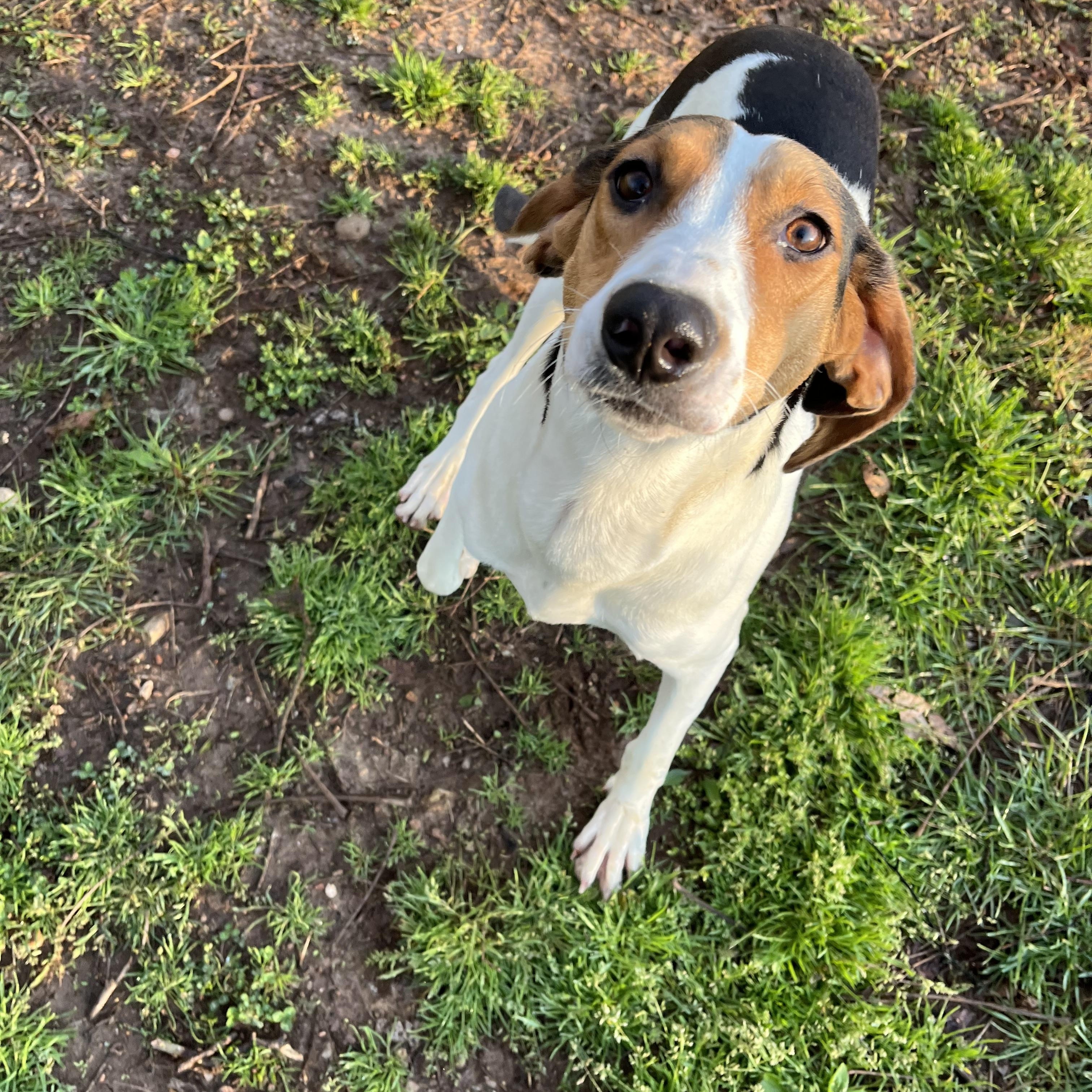 Enlarge Dutchess , a ADOPTABLE Treeing Walker Coonhound in Loudon, TN image 2/3