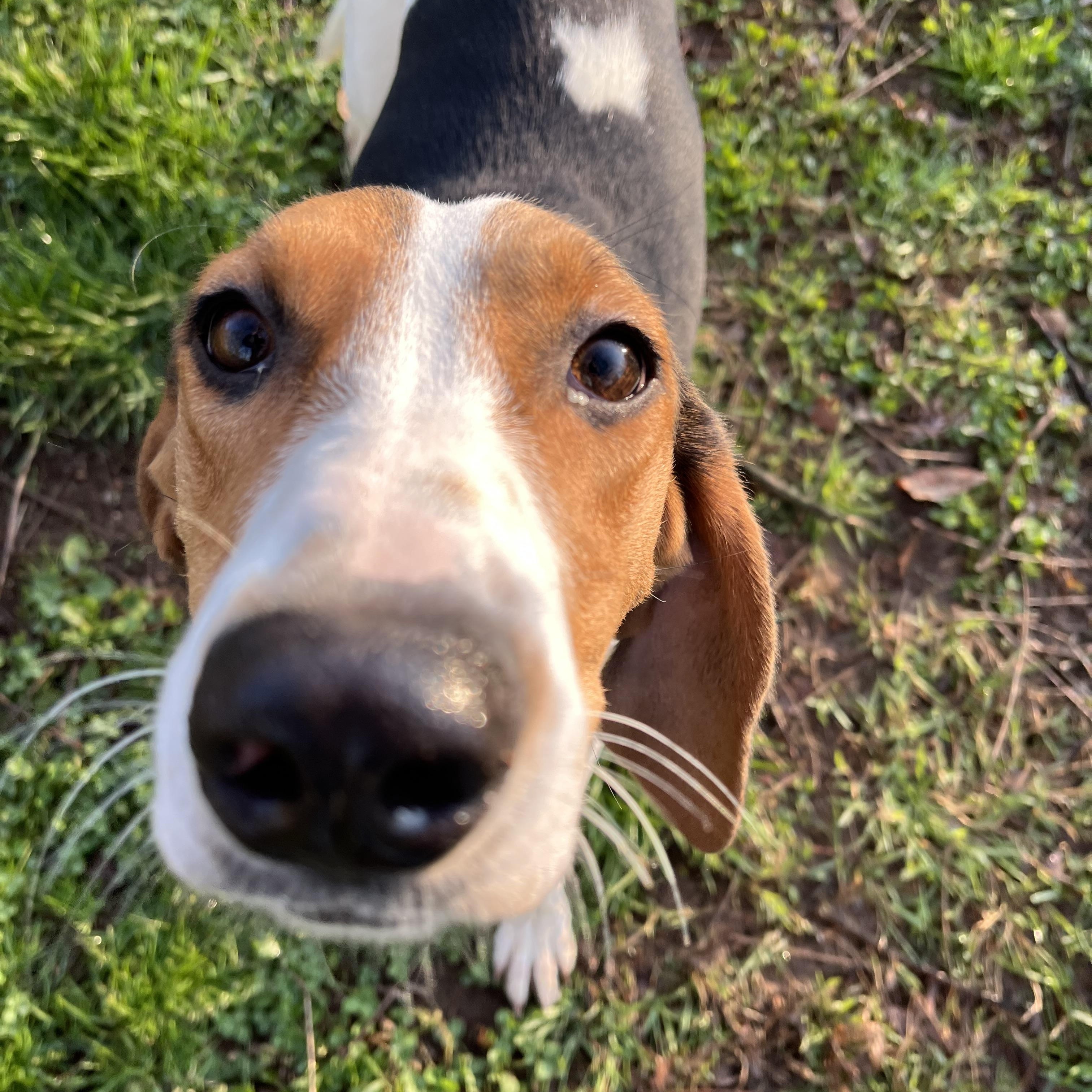 Dutchess , ADOPTABLE, Young Female Treeing Walker Coonhound.