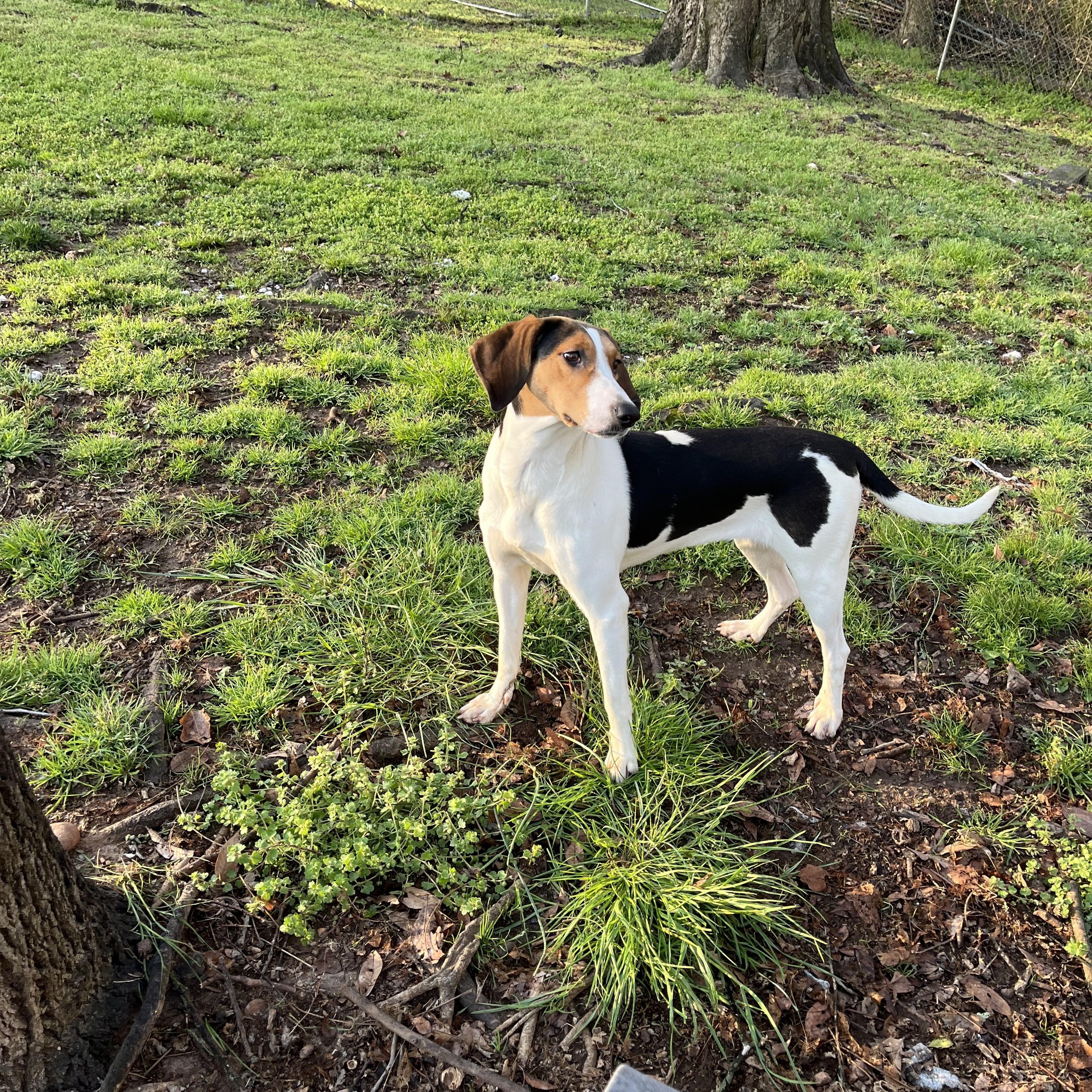 Enlarge Dutchess , a ADOPTABLE Treeing Walker Coonhound in Loudon, TN image 3/3