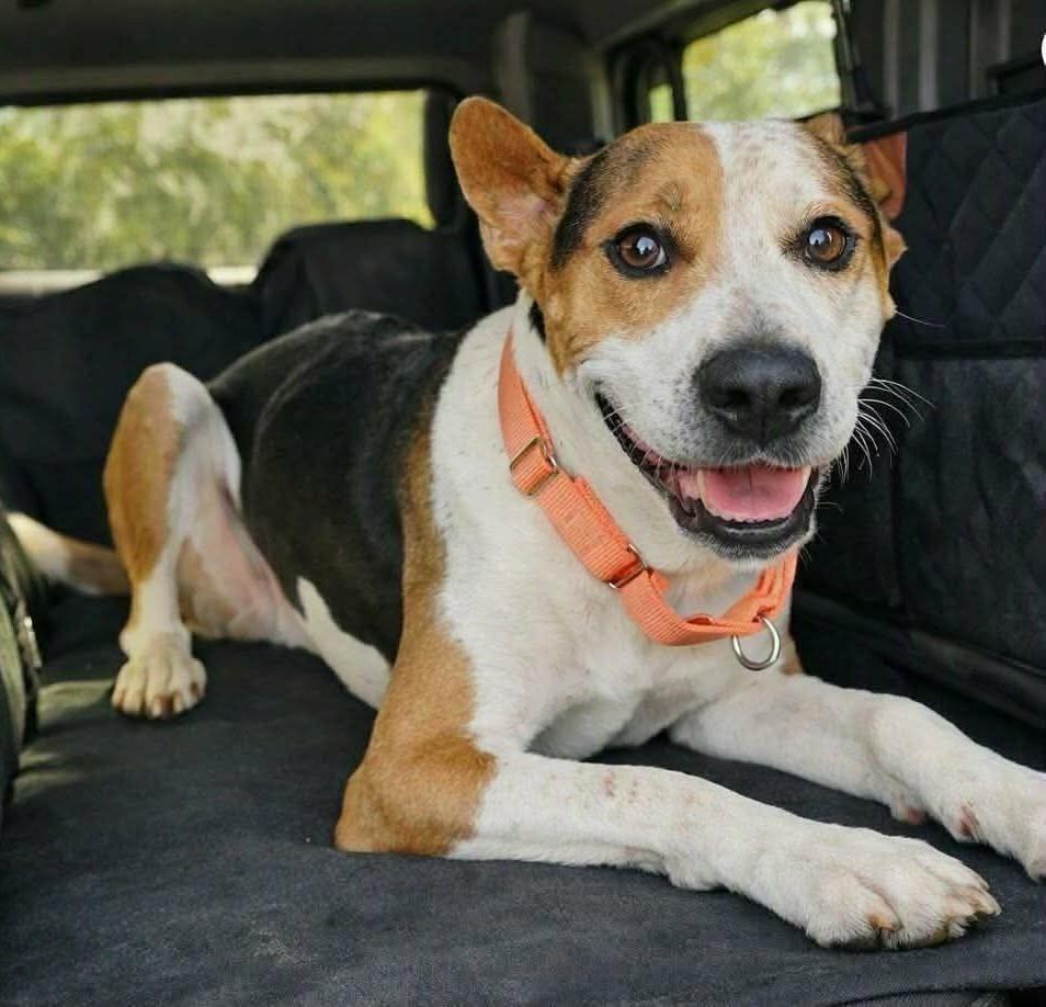 Enlarge PEPPER - NEEDS A FOSTER OR ADOPTER, a Adoptable mixed breed in Largo, FL image 3/6
