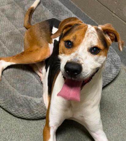 Enlarge PEPPER - NEEDS A FOSTER OR ADOPTER, a Adoptable mixed breed in Largo, FL image 5/6