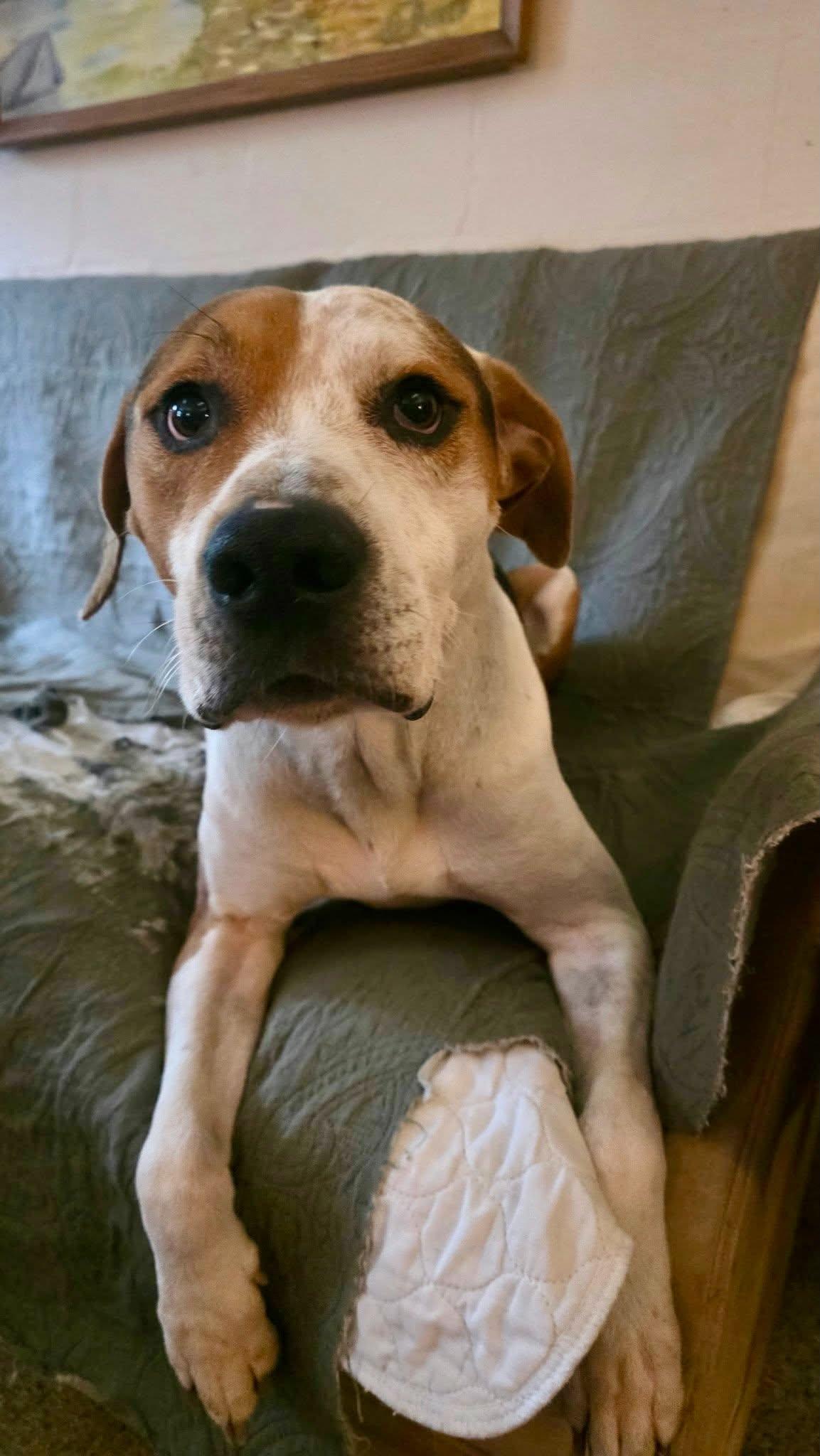 Enlarge PEPPER - NEEDS A FOSTER OR ADOPTER, a Adoptable mixed breed in Largo, FL image 6/6