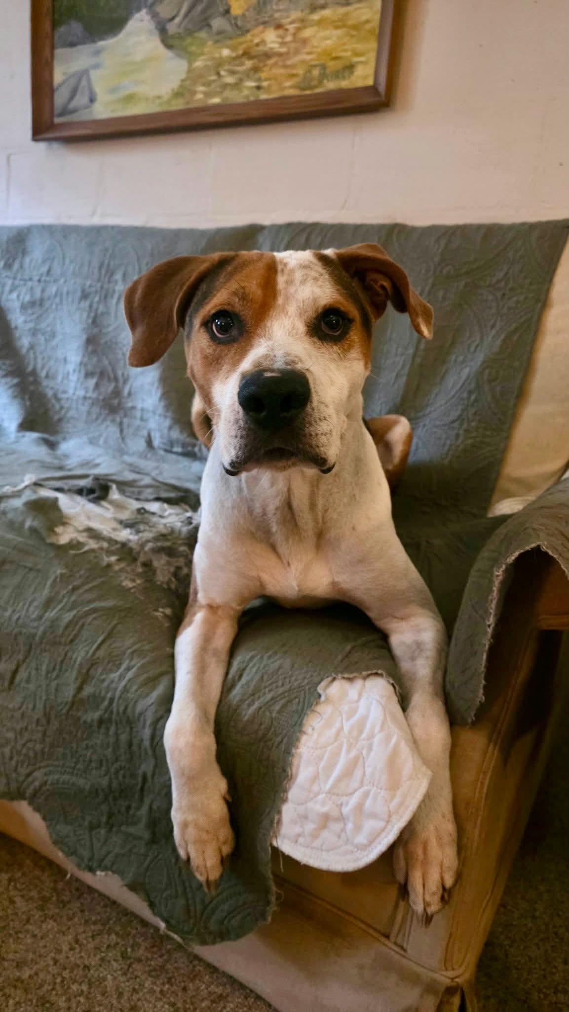 Enlarge PEPPER - NEEDS A FOSTER OR ADOPTER, a Adoptable mixed breed in Largo, FL image 2/6