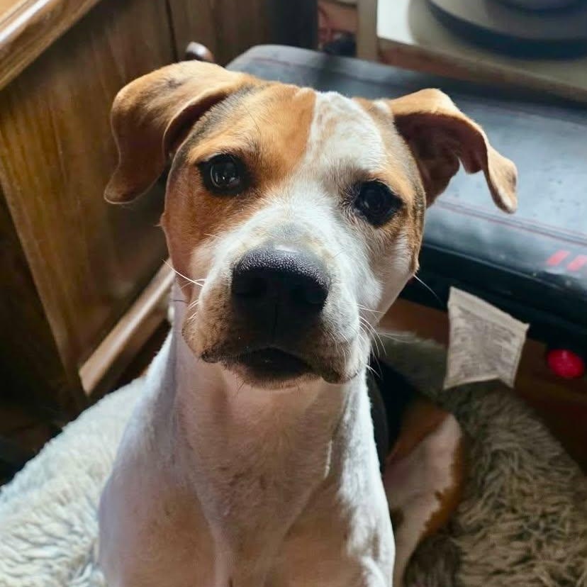 PEPPER - NEEDS A FOSTER OR ADOPTER, Adoptable, Senior Male Treeing Walker Coonhound.