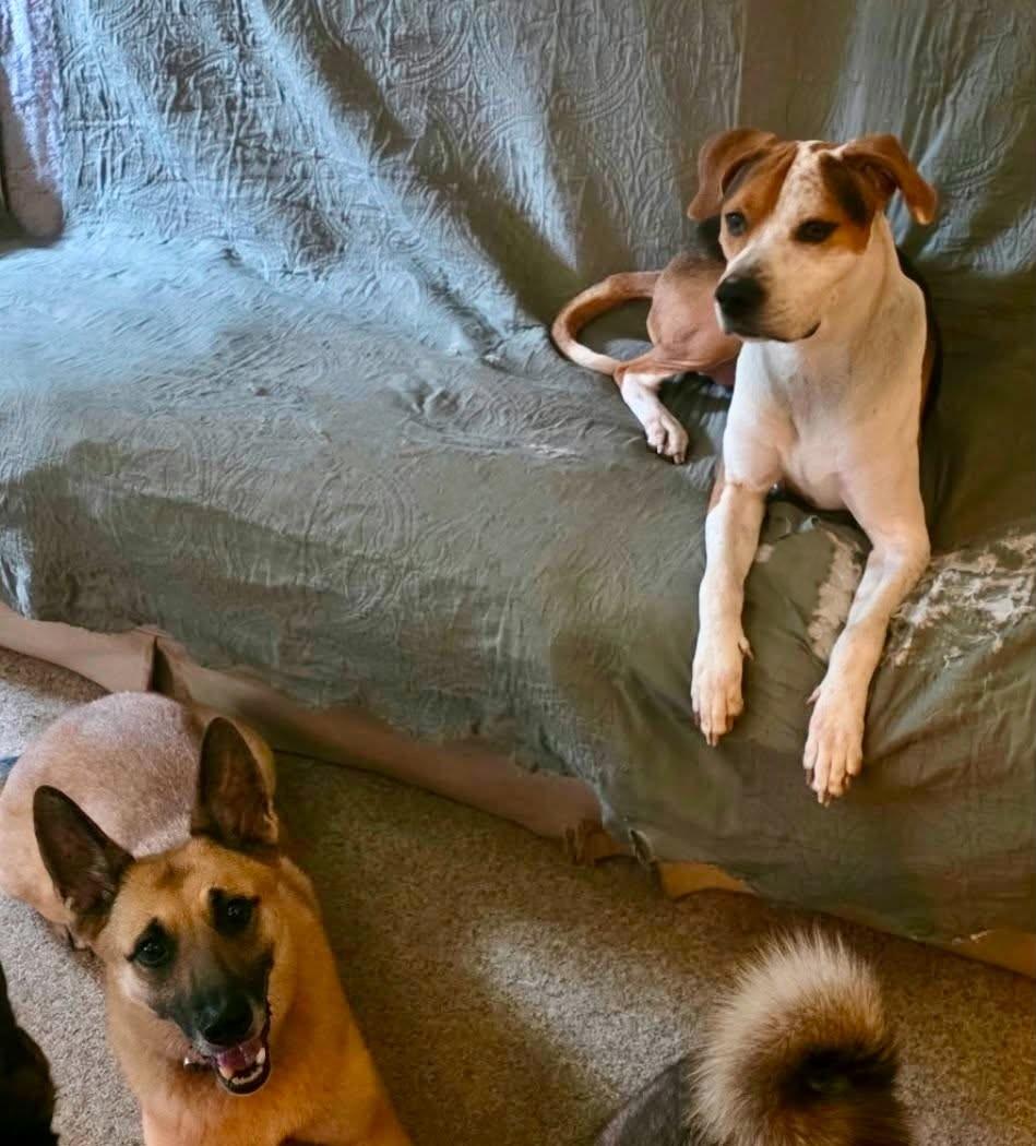 Enlarge PEPPER - NEEDS A FOSTER OR ADOPTER, a Adoptable mixed breed in Largo, FL image 4/6