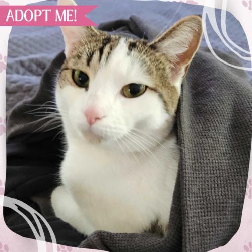 Gub Gub, a Adoptable Domestic Short Hair in Toms River, NJ image 1/5