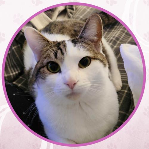 Gub Gub, a Adoptable Domestic Short Hair in Toms River, NJ image 2/5