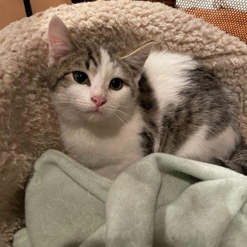 Gub Gub, a Adoptable Domestic Short Hair in Toms River, NJ image 3/5