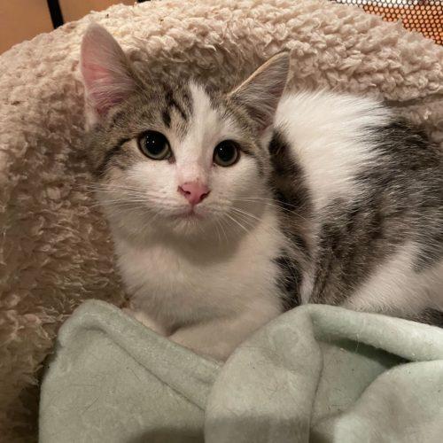 Gub Gub, a Adoptable Domestic Short Hair in Toms River, NJ image 4/5