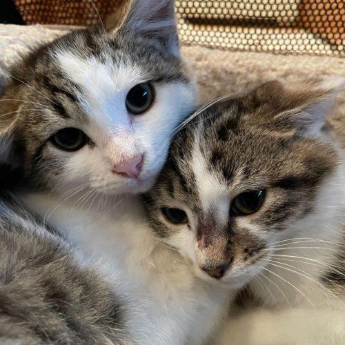 Gub Gub, a Adoptable Domestic Short Hair in Toms River, NJ image 5/5