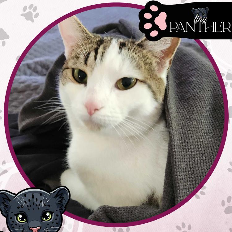 Enlarge Gub Gub, a Adoptable Domestic Short Hair in Toms River, NJ image 6/6