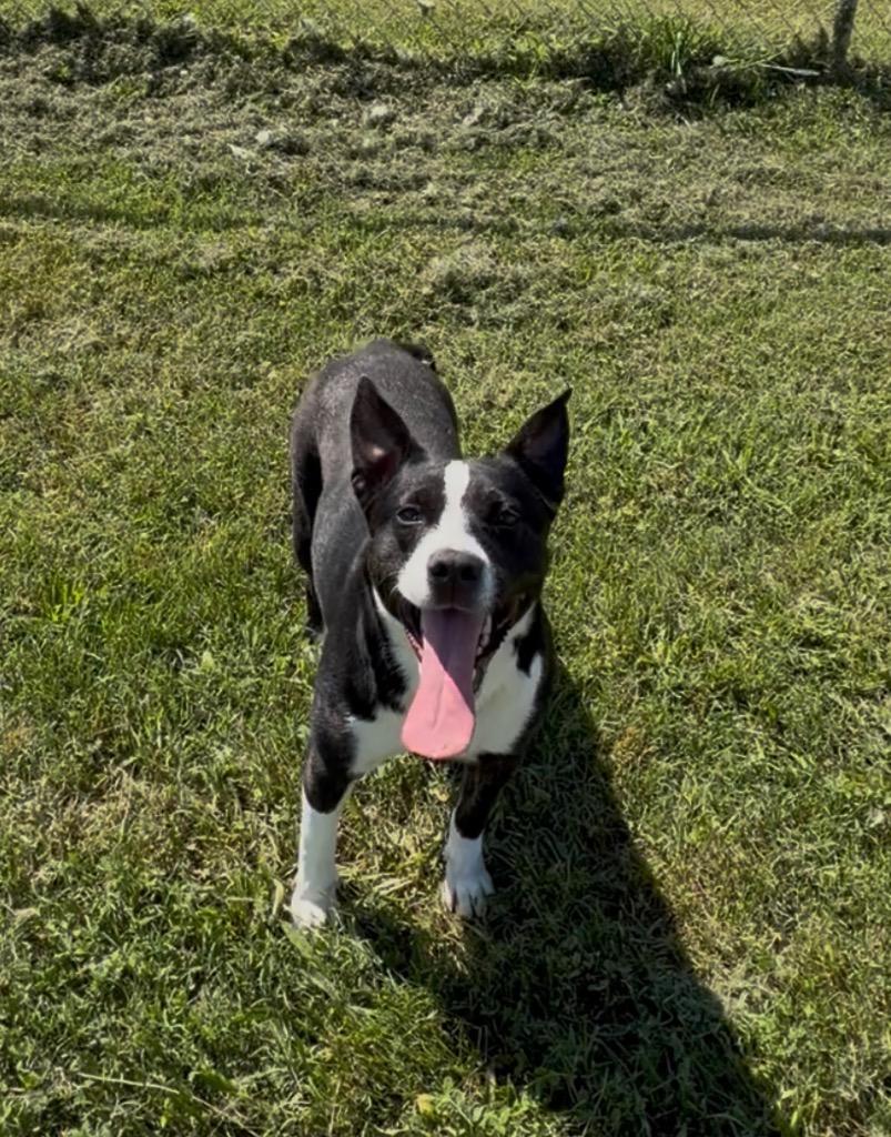 Rogue, Adoptable, Young Female Cattle Dog.