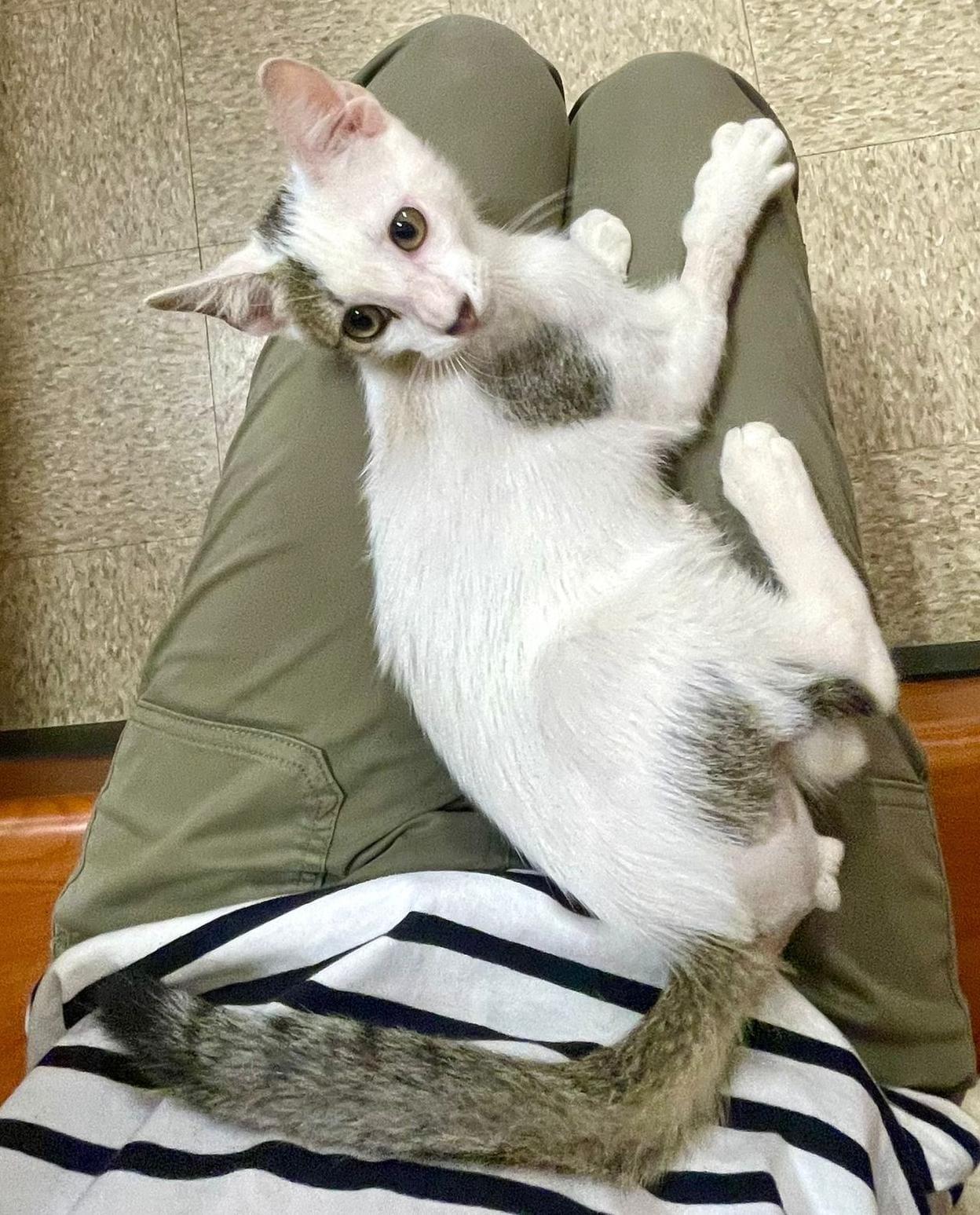 Kuva, an adoptable Domestic Short Hair in San Juan, PR, 00926 | Photo Image 3