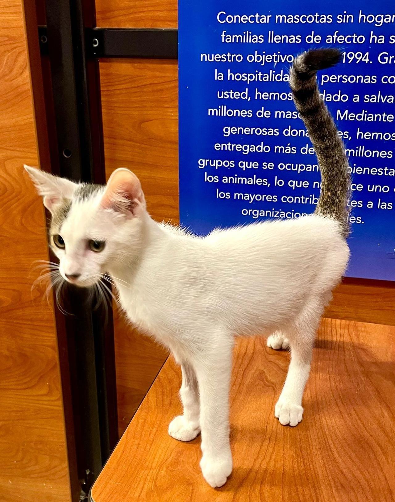 Kuva, an adoptable Domestic Short Hair in San Juan, PR, 00926 | Photo Image 4