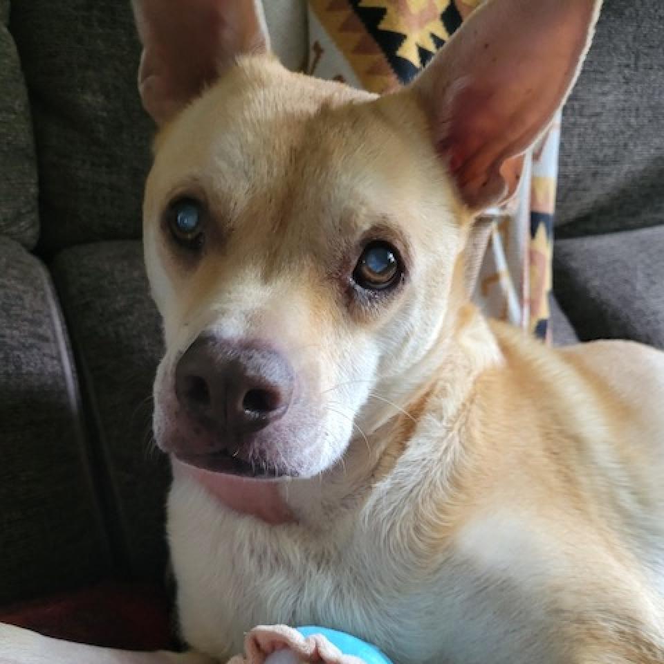 Enlarge Doc Holiday, a Adoptable Shepherd in Oceanside, CA image 1/6