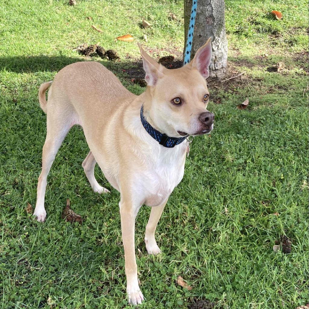 Enlarge Doc Holiday, a Adoptable Shepherd in Oceanside, CA image 2/6