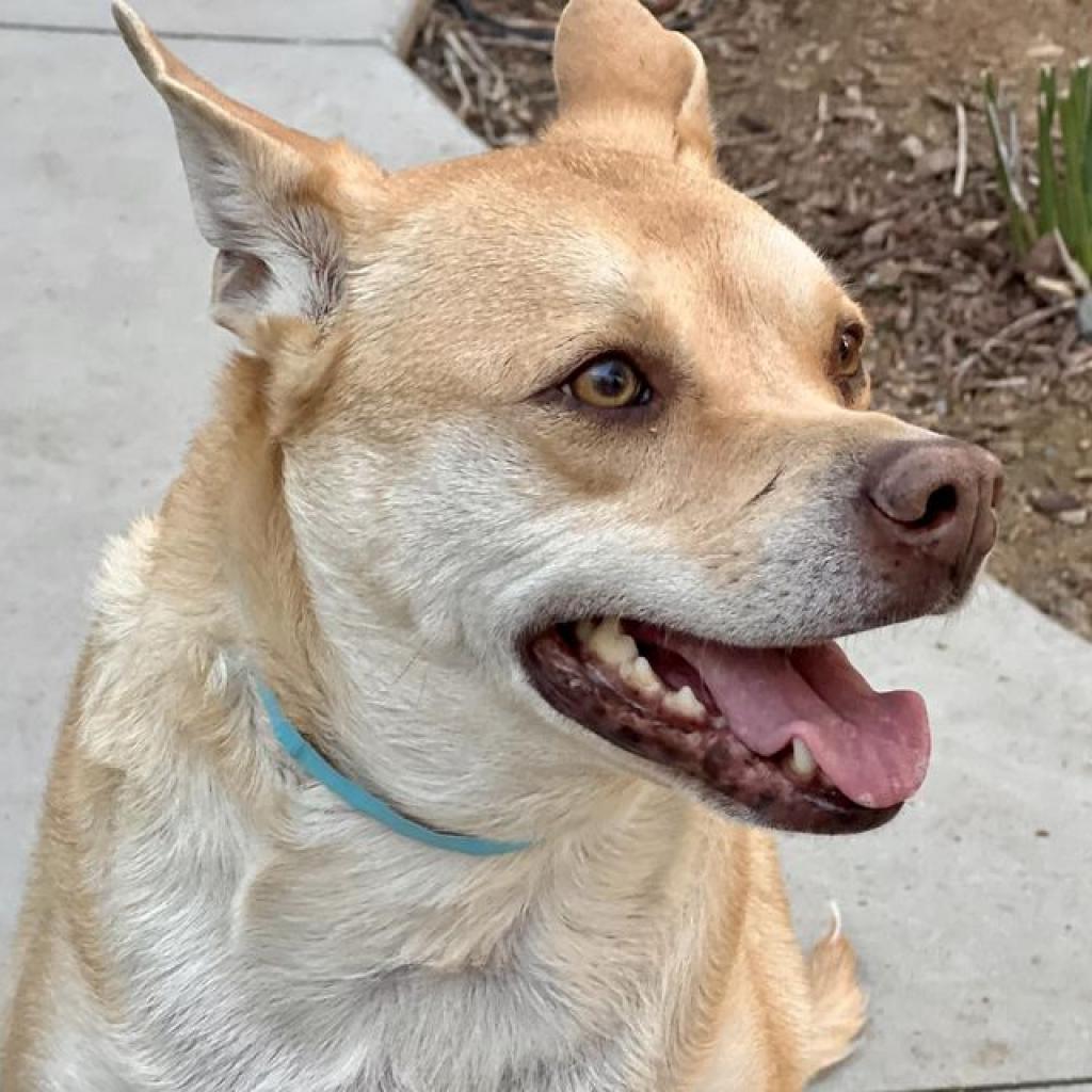 Enlarge Doc Holiday, a Adoptable Shepherd in Oceanside, CA image 3/6