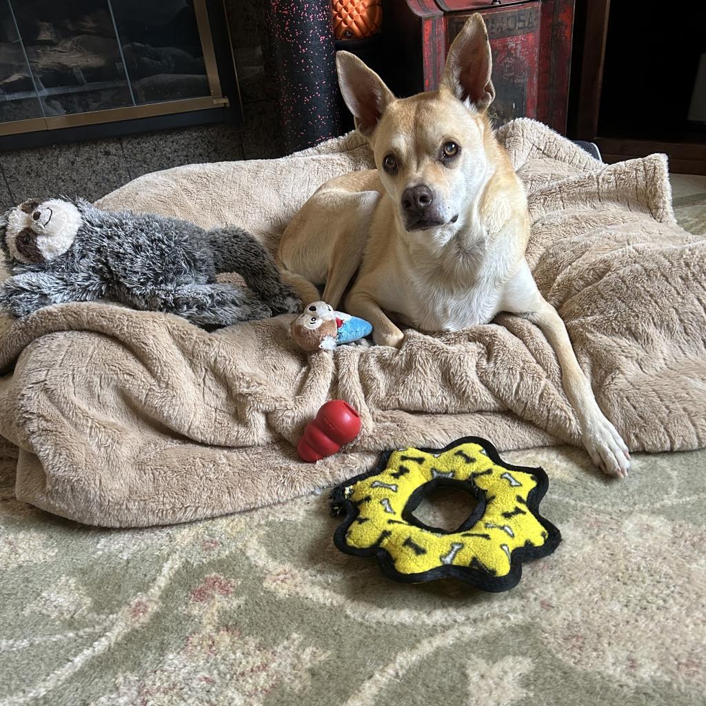 Enlarge Doc Holiday, a Adoptable Shepherd in Oceanside, CA image 4/6