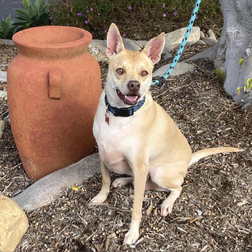 Enlarge Doc Holiday, a Adoptable Shepherd in Oceanside, CA image 5/6