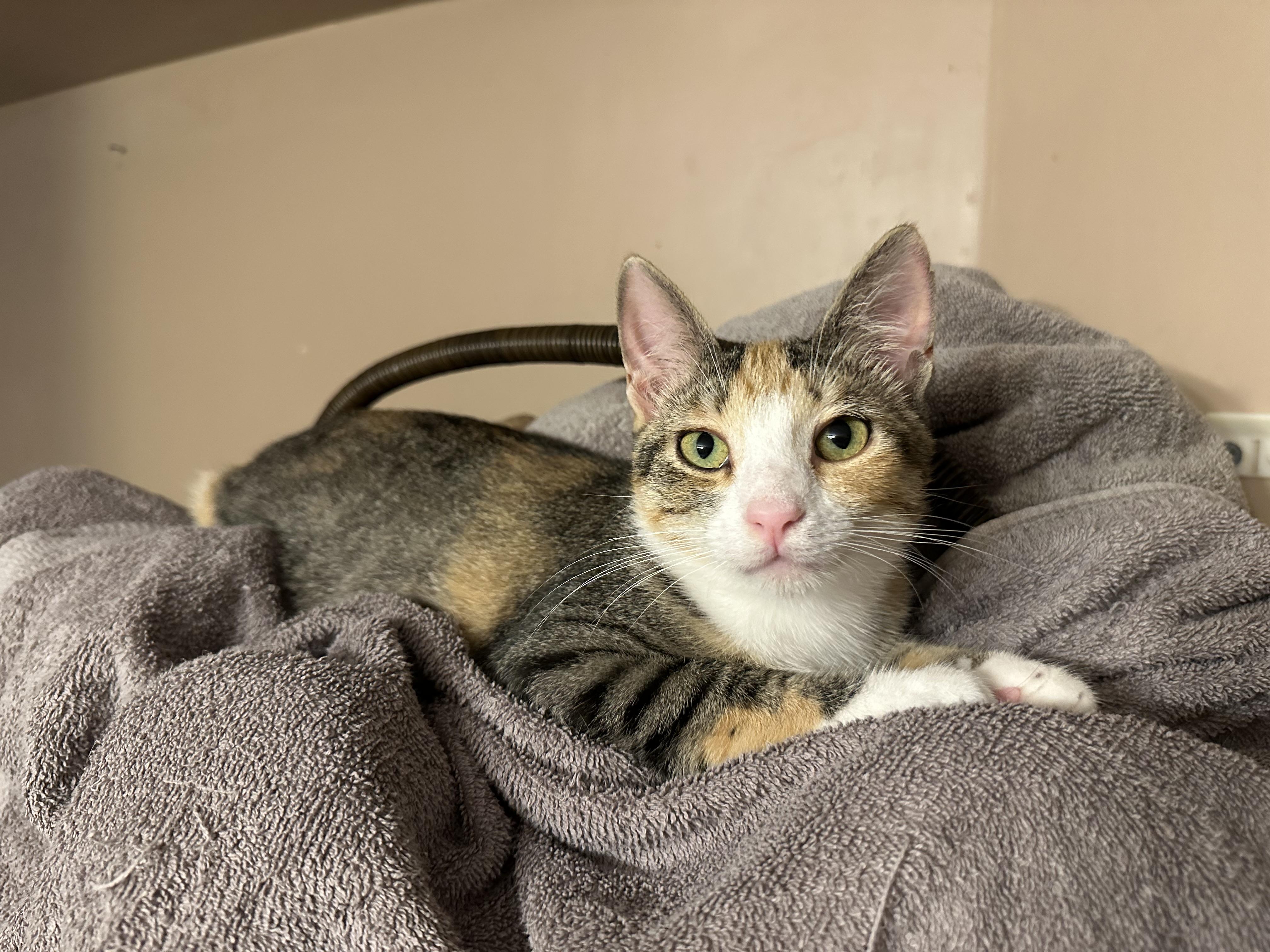 Enlarge Laverne, a Adoptable mixed breed in Blaine, MN image 6/6