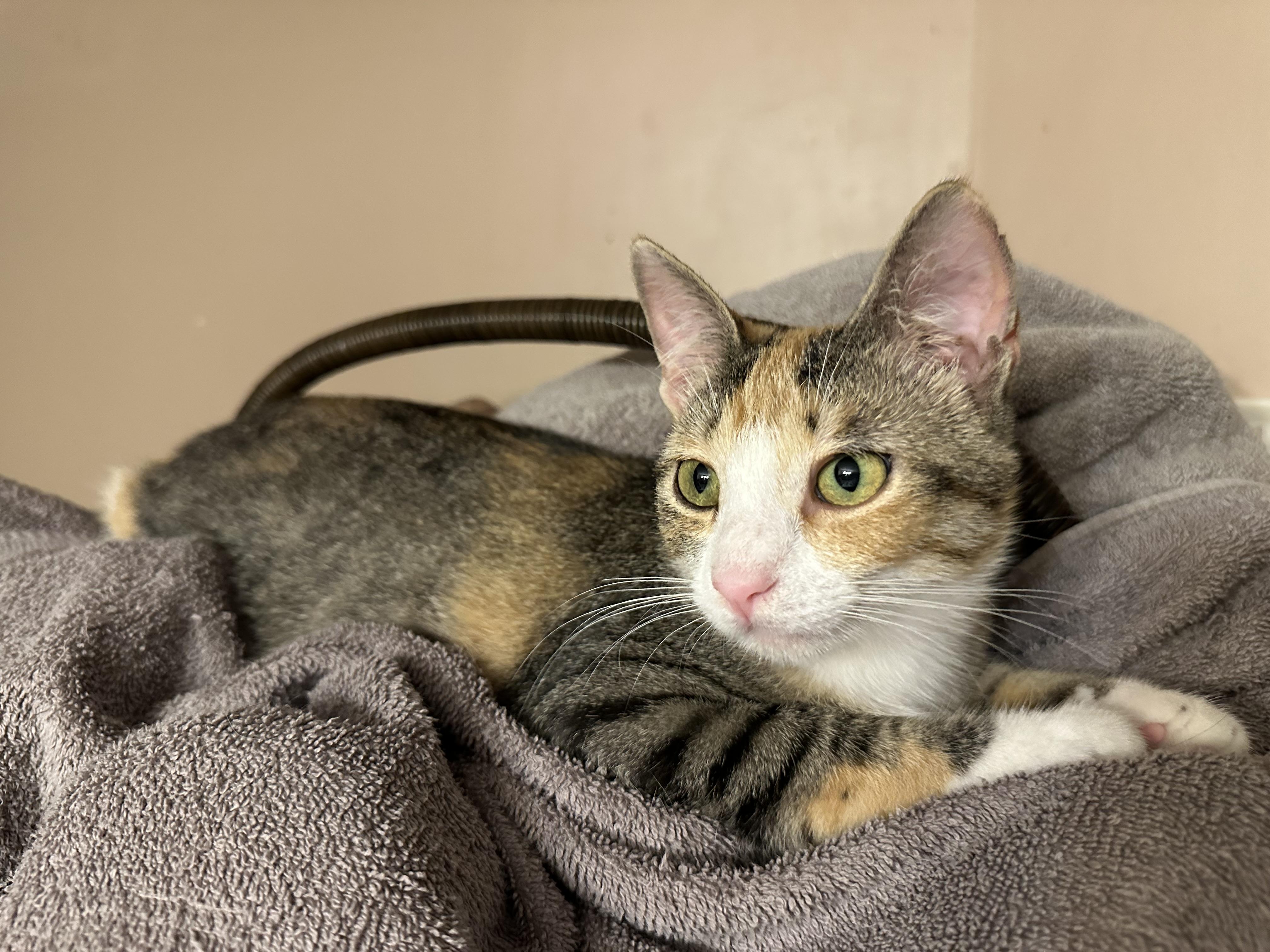 Enlarge Laverne, a Adoptable mixed breed in Blaine, MN image 3/6