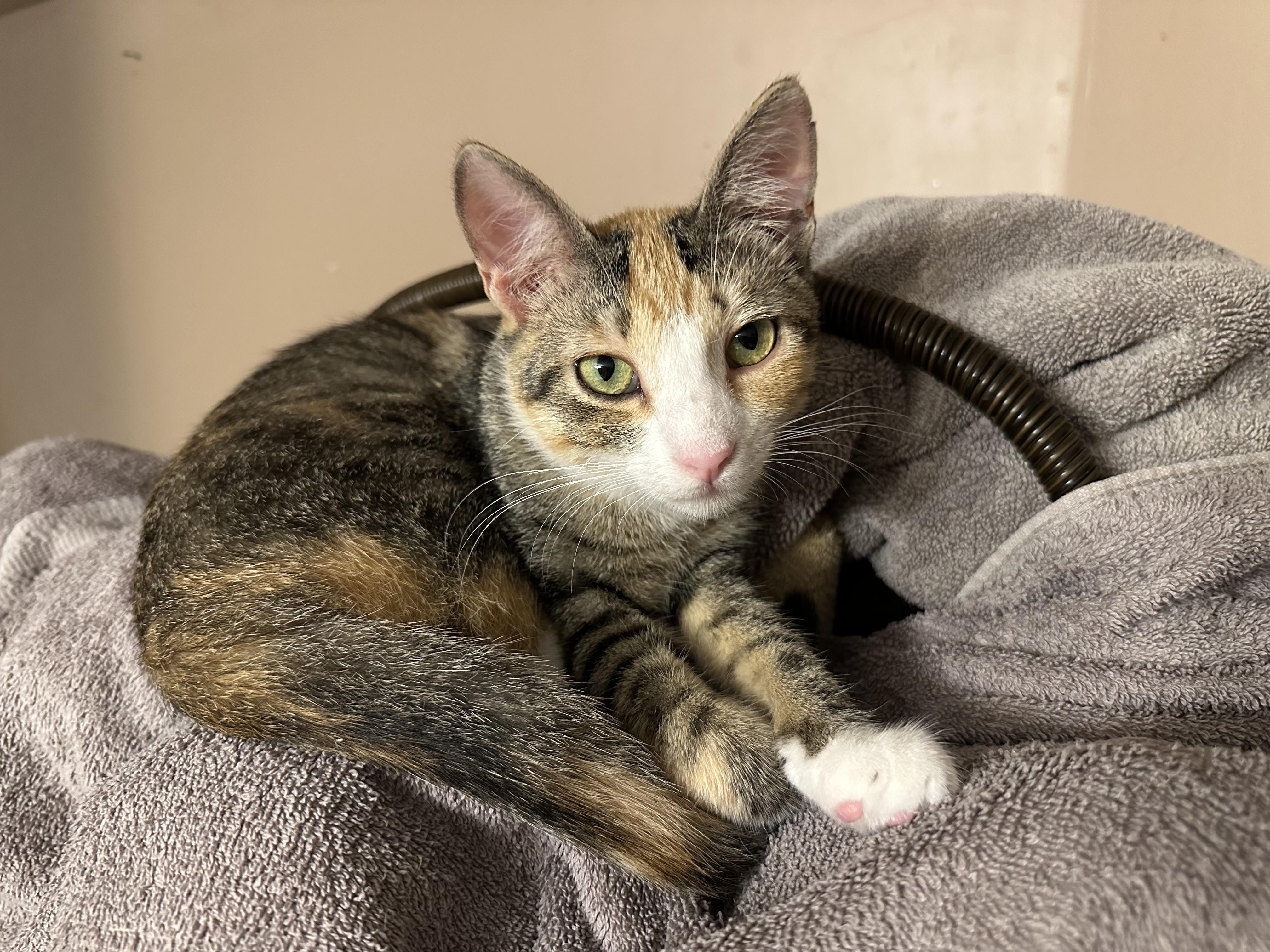 Enlarge Laverne, a Adoptable mixed breed in Blaine, MN image 5/6