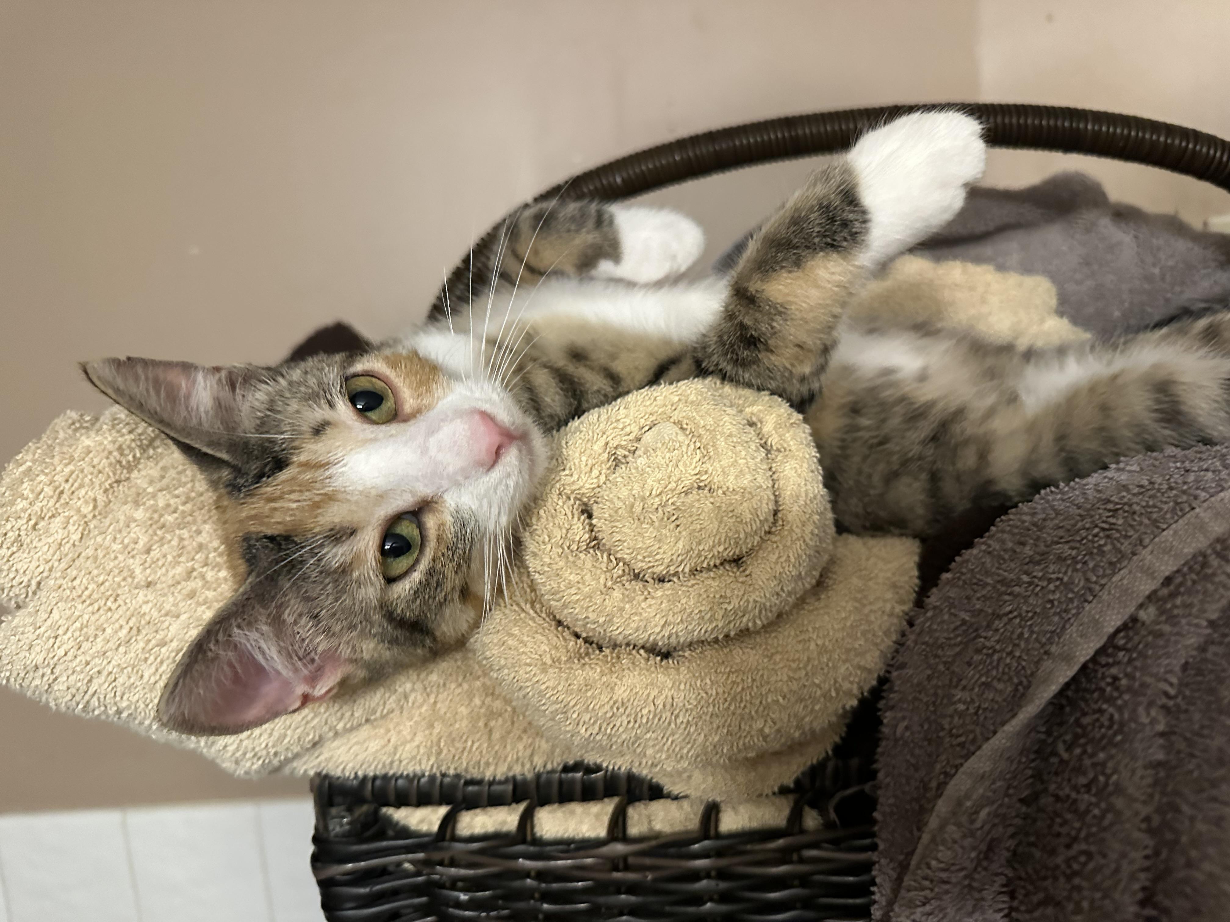 Enlarge Laverne, a Adoptable mixed breed in Blaine, MN image 4/6