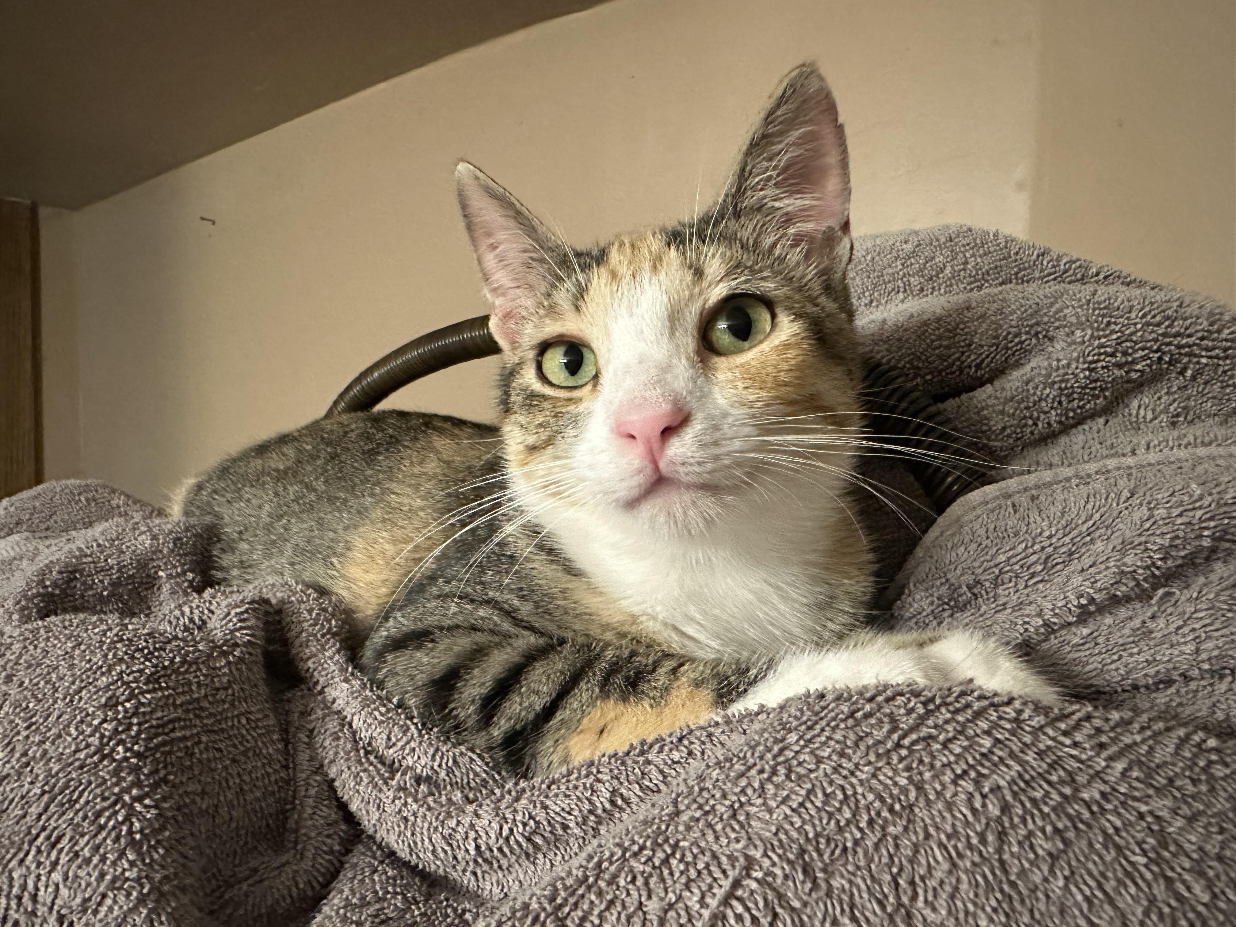 Enlarge Laverne, a Adoptable mixed breed in Blaine, MN image 1/6