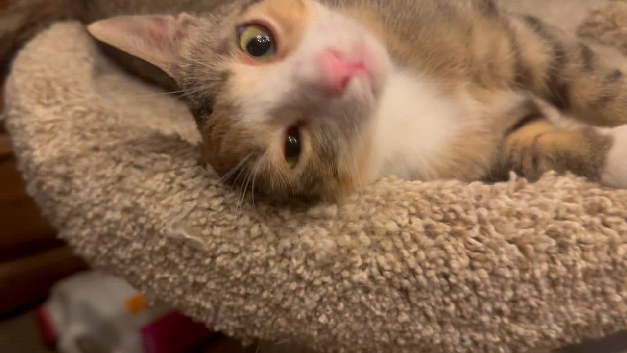 Enlarge Laverne, a Adoptable mixed breed in Blaine, MN video 2/6