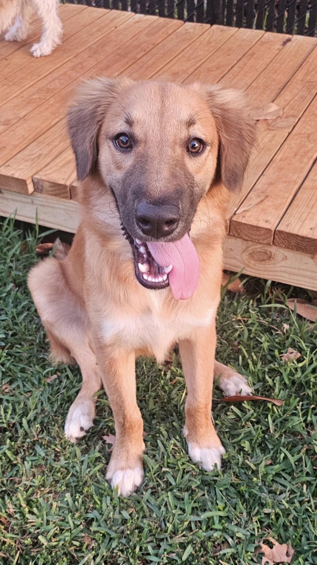 Trevor  Lonestar, ADOPTABLE, Young • Male, English Shepherd.