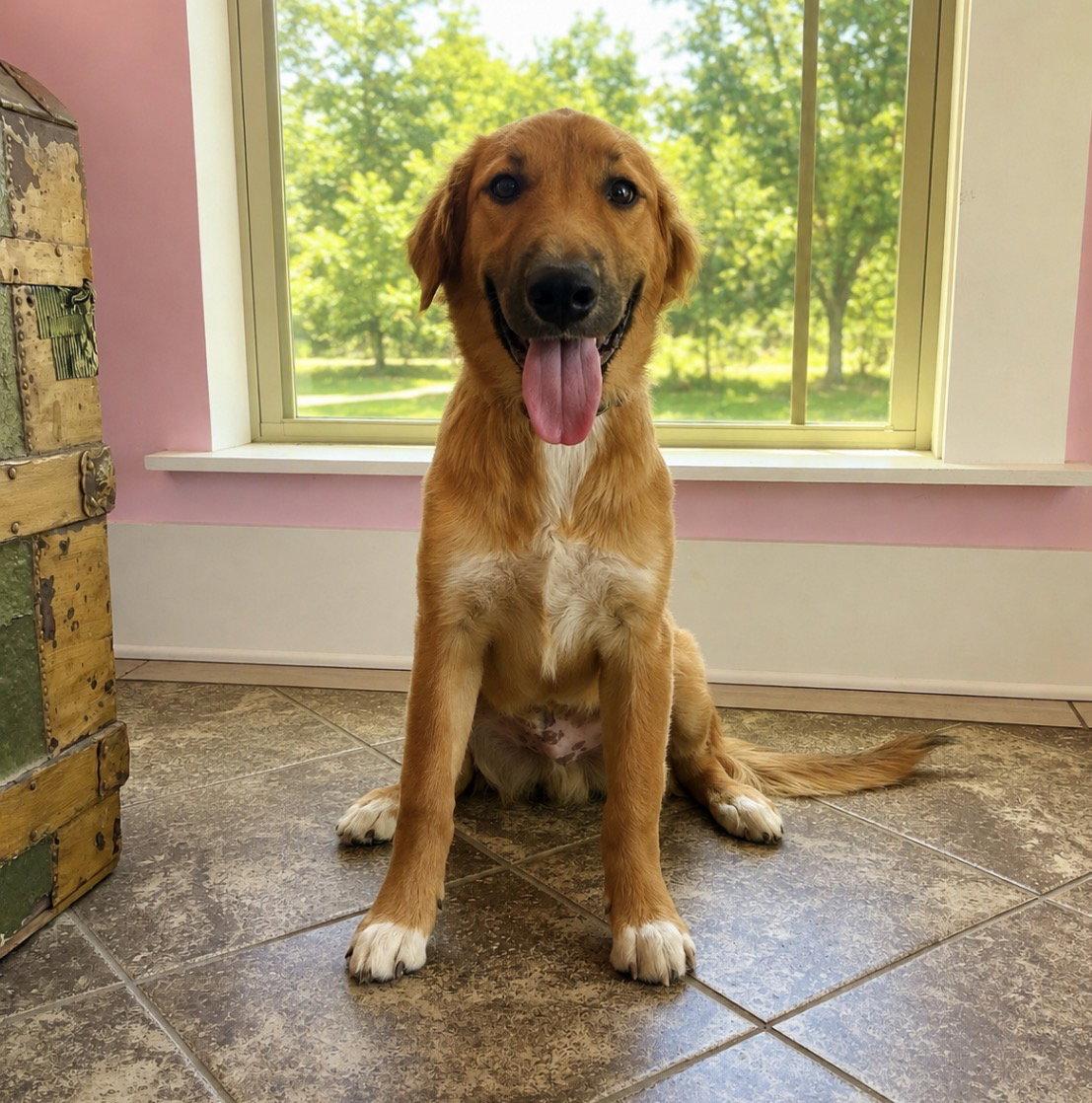 Enlarge Trevor  Lonestar, a Adoptable English Shepherd in Rockaway, NJ image 2/3