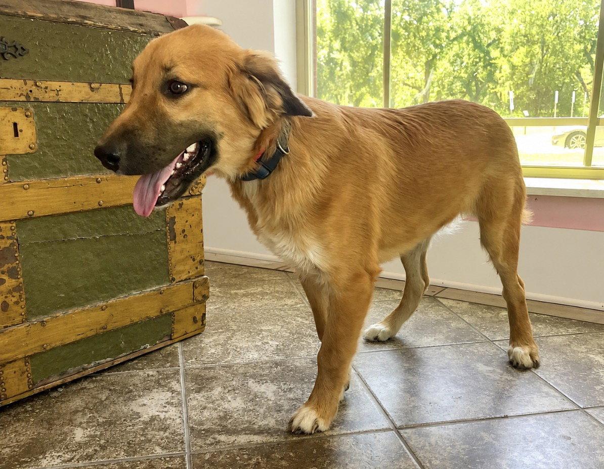Enlarge Trevor  Lonestar, a Adoptable English Shepherd in Rockaway, NJ image 3/3