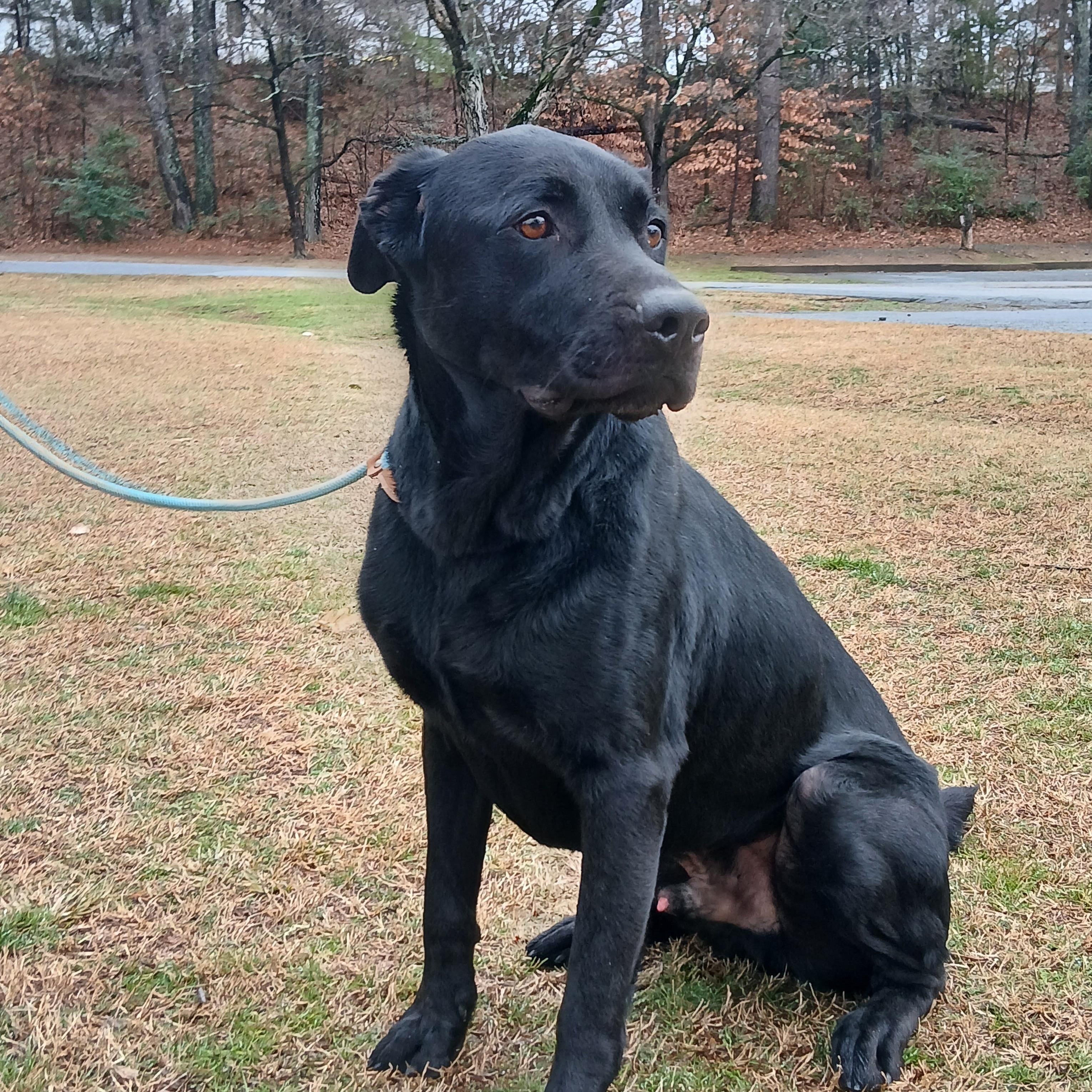 Pop, a Adoptable Black Labrador Retriever in Smyrna, GA image 1/4