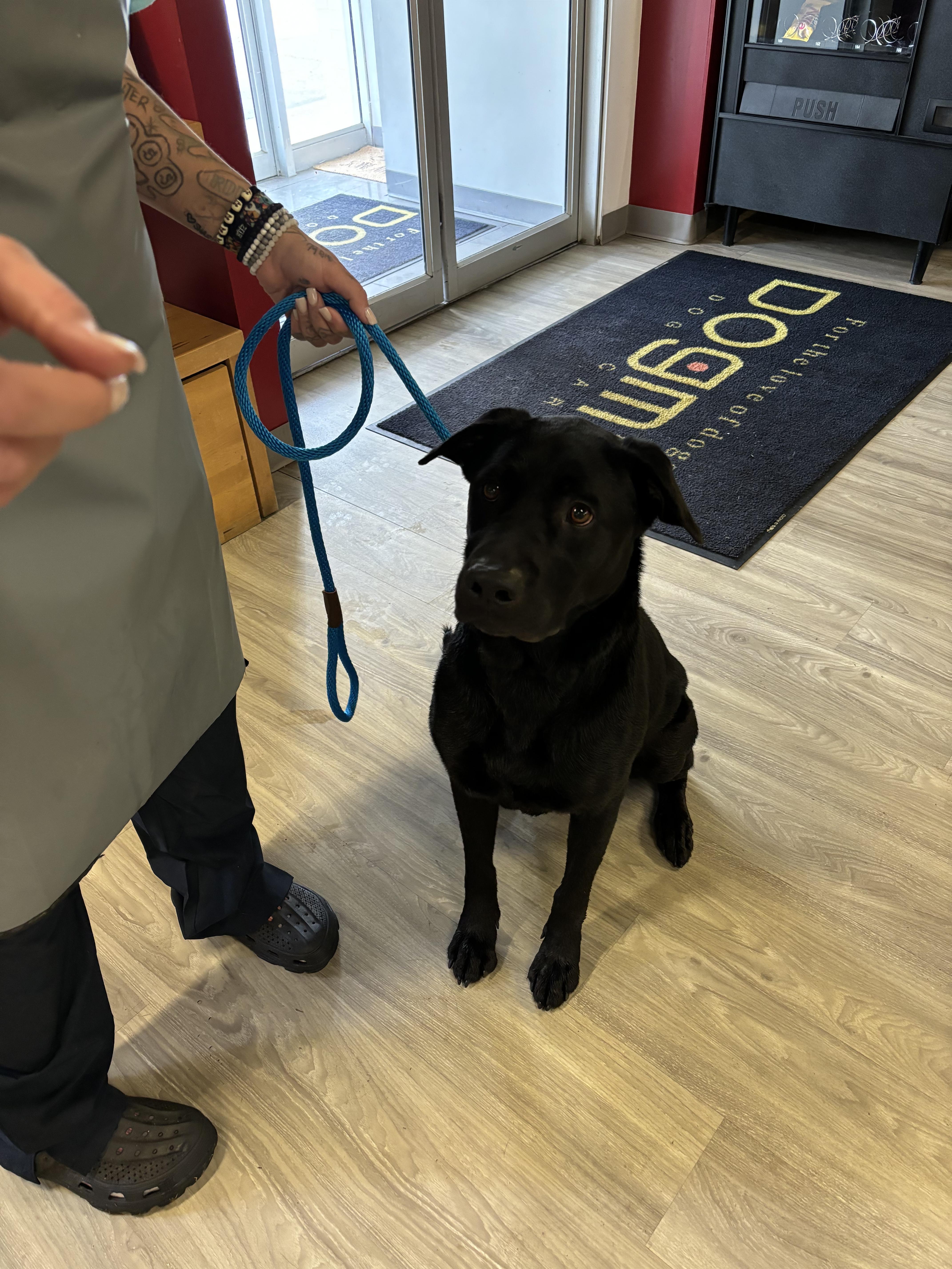 Pop, a Adoptable Black Labrador Retriever in Smyrna, GA image 3/4
