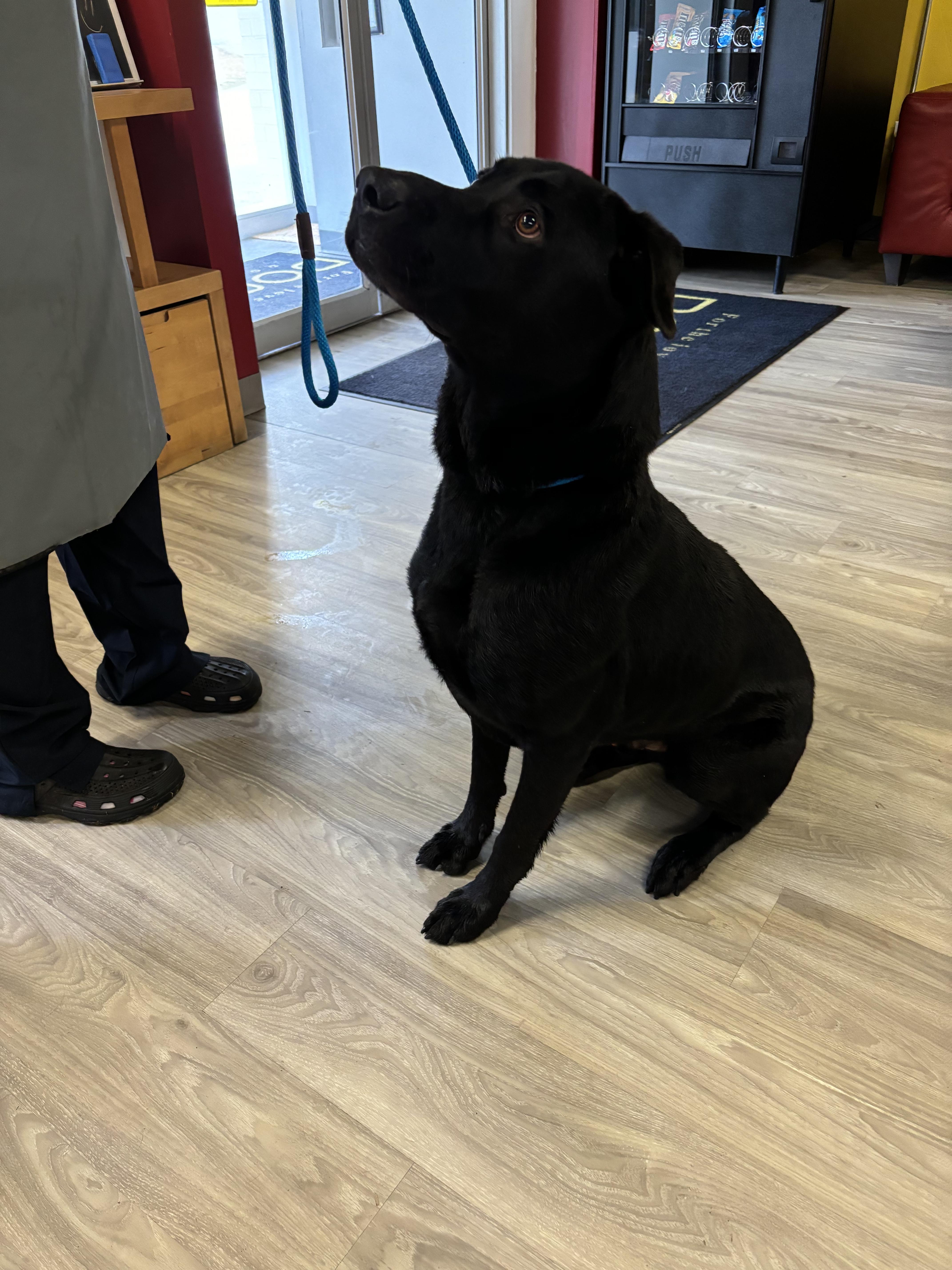 Pop, a Adoptable Black Labrador Retriever in Smyrna, GA image 4/4