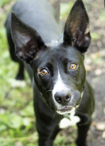 Balerion, ADOPTABLE, Young Male Mixed Breed.