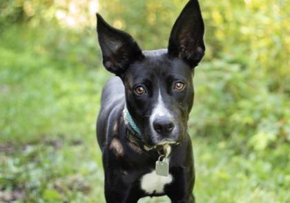 Enlarge Balerion, a ADOPTABLE Mixed Breed in Hamilton, OH image 3/3