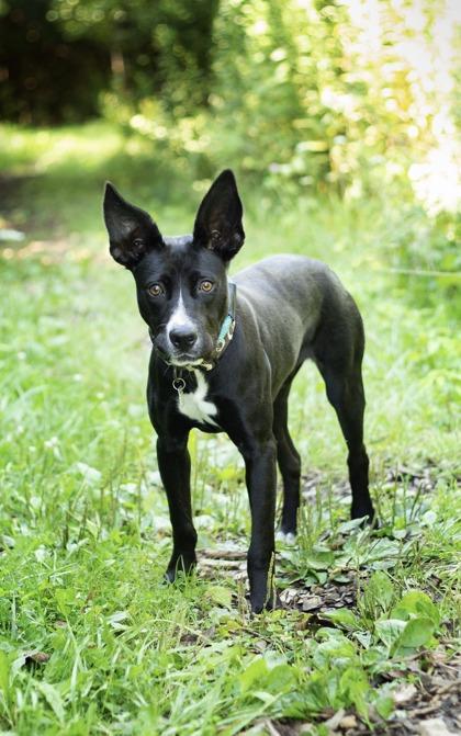 Enlarge Balerion, a ADOPTABLE Mixed Breed in Hamilton, OH image 2/3