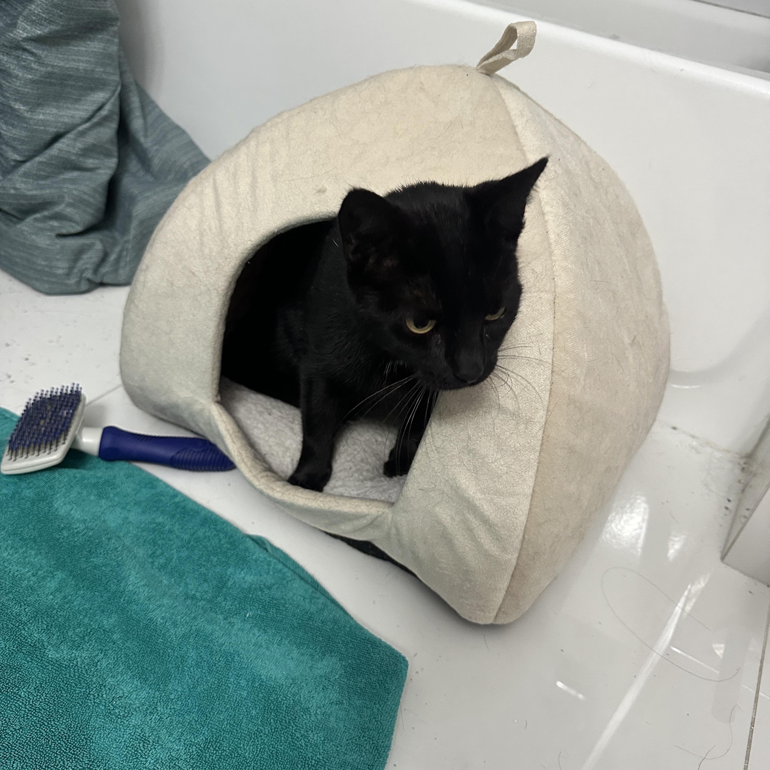 Ellie, a Adoptable Domestic Short Hair in Florham Park, NJ image 2/4