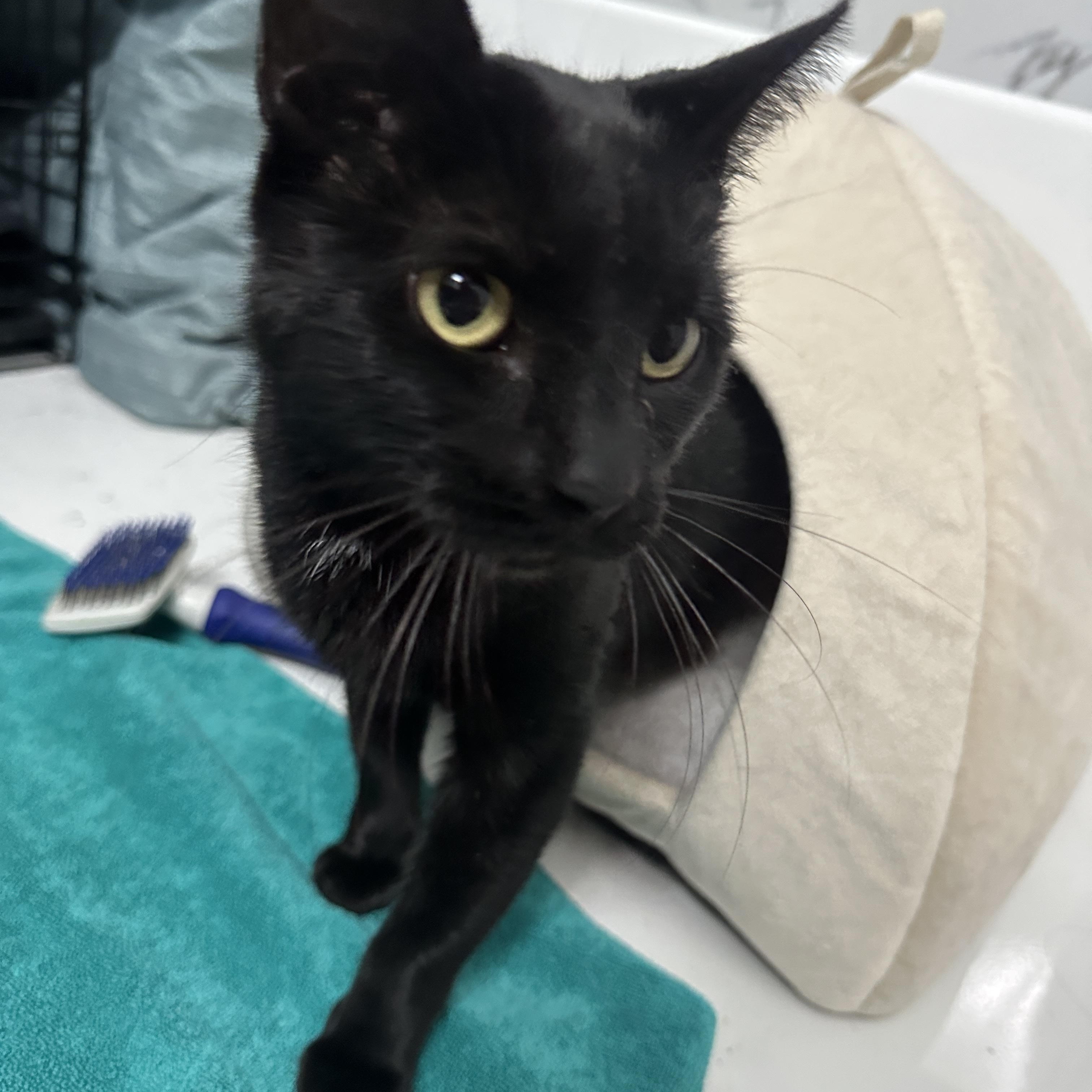 Ellie, a Adoptable Domestic Short Hair in Florham Park, NJ image 1/4