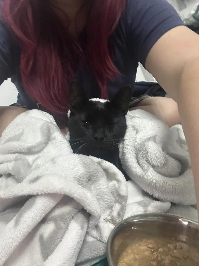 Enlarge Ellie, a Adoptable Domestic Short Hair in Florham Park, NJ image 2/6