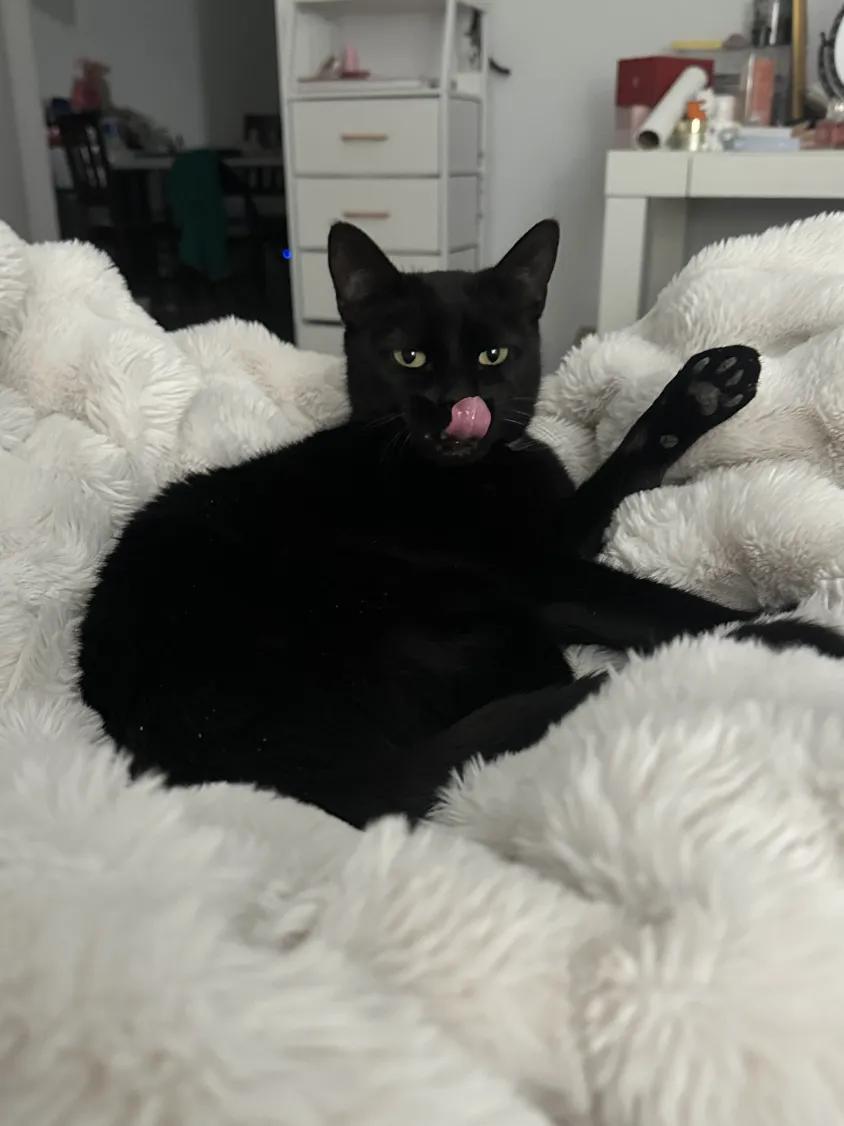 Enlarge Ellie, a Adoptable Domestic Short Hair in Florham Park, NJ image 3/6