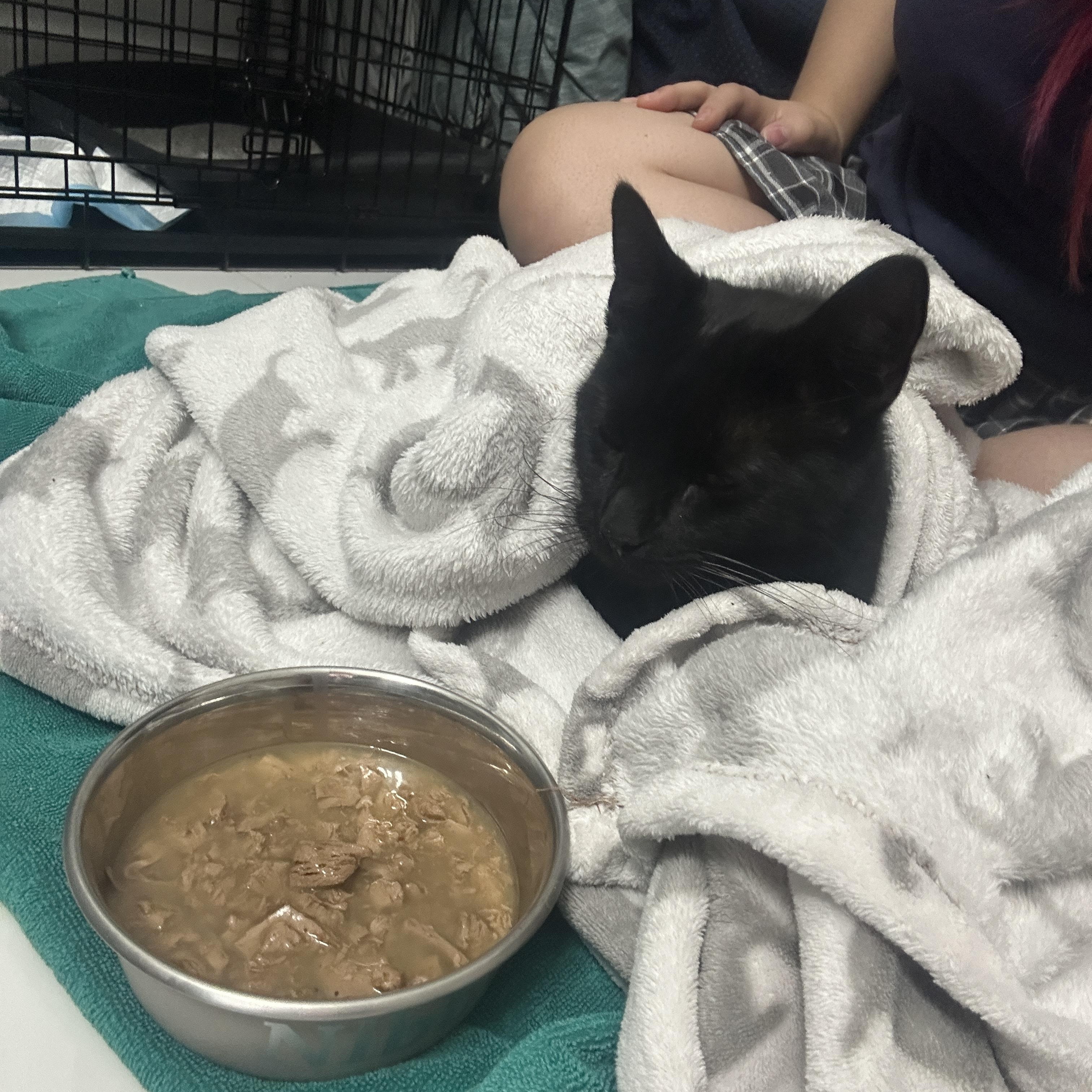 Ellie, a Adoptable Domestic Short Hair in Florham Park, NJ image 3/4