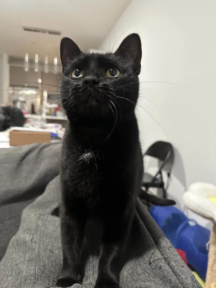 Enlarge Ellie, a Adoptable Domestic Short Hair in Florham Park, NJ image 1/6