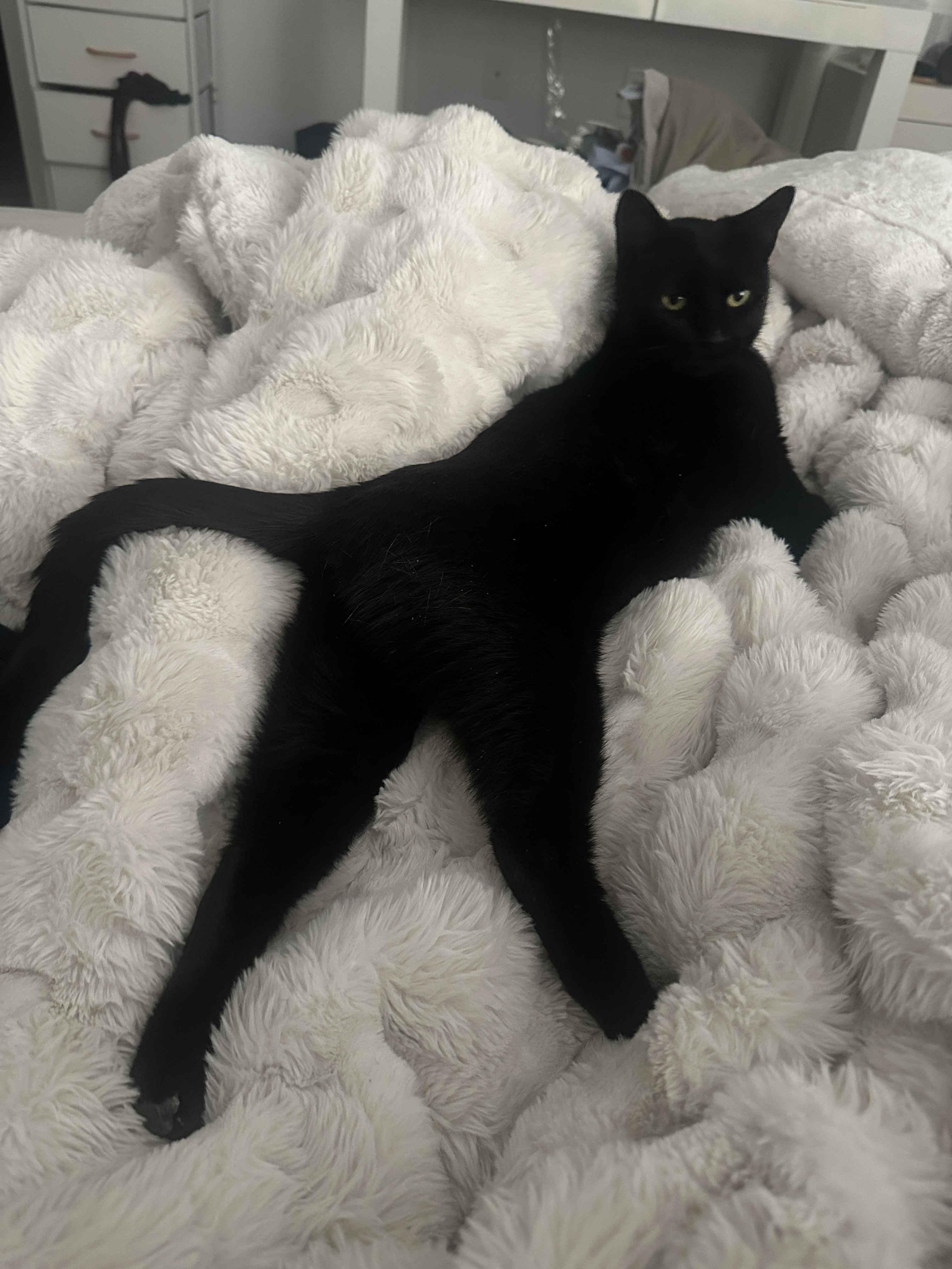 Enlarge Ellie, a Adoptable Domestic Short Hair in Florham Park, NJ image 4/6