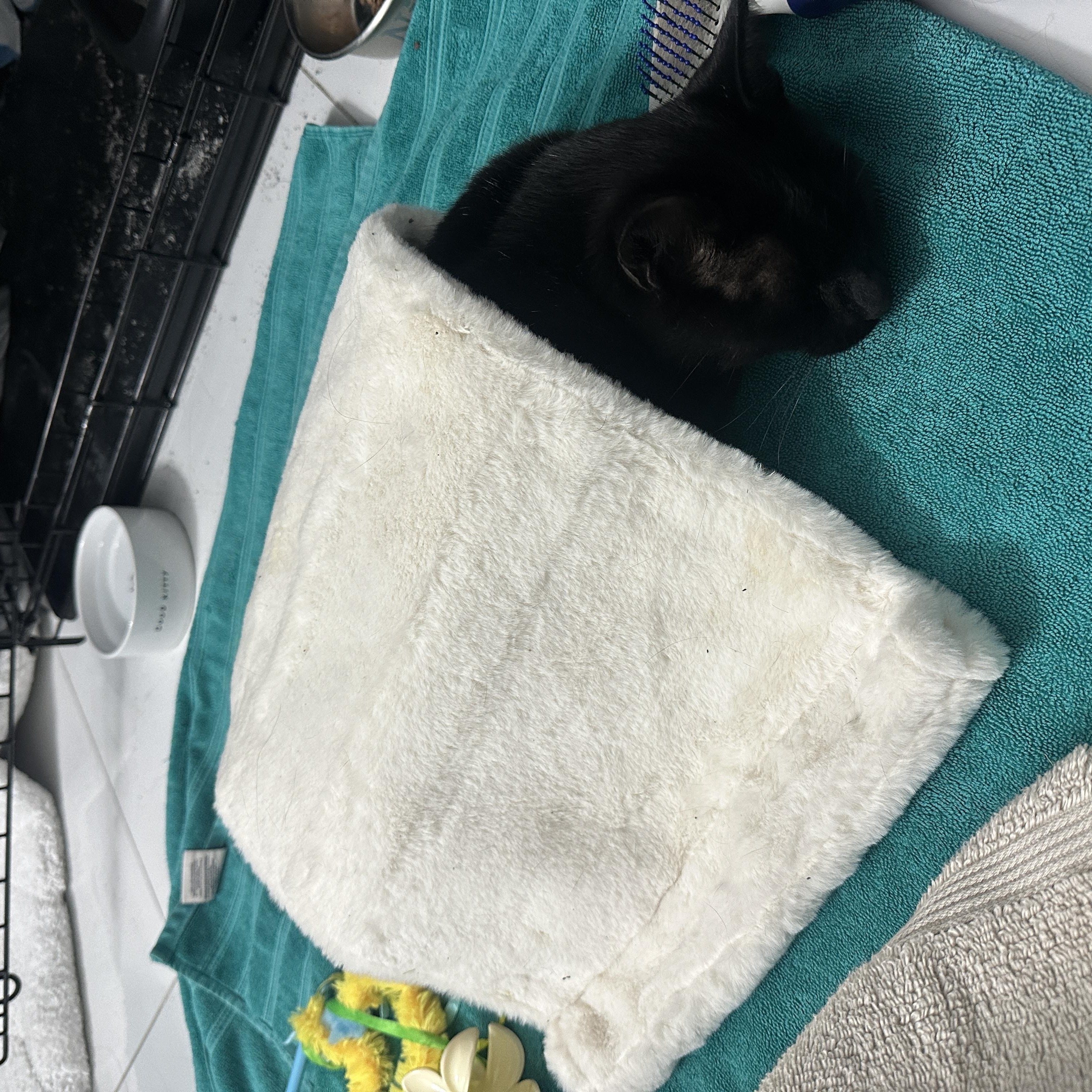 Ellie, a Adoptable Domestic Short Hair in Florham Park, NJ image 4/4