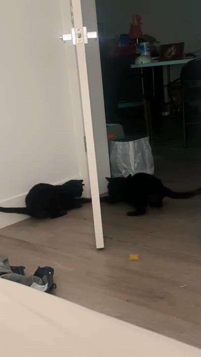 Enlarge Ellie, a Adoptable Domestic Short Hair in Florham Park, NJ video 6/6