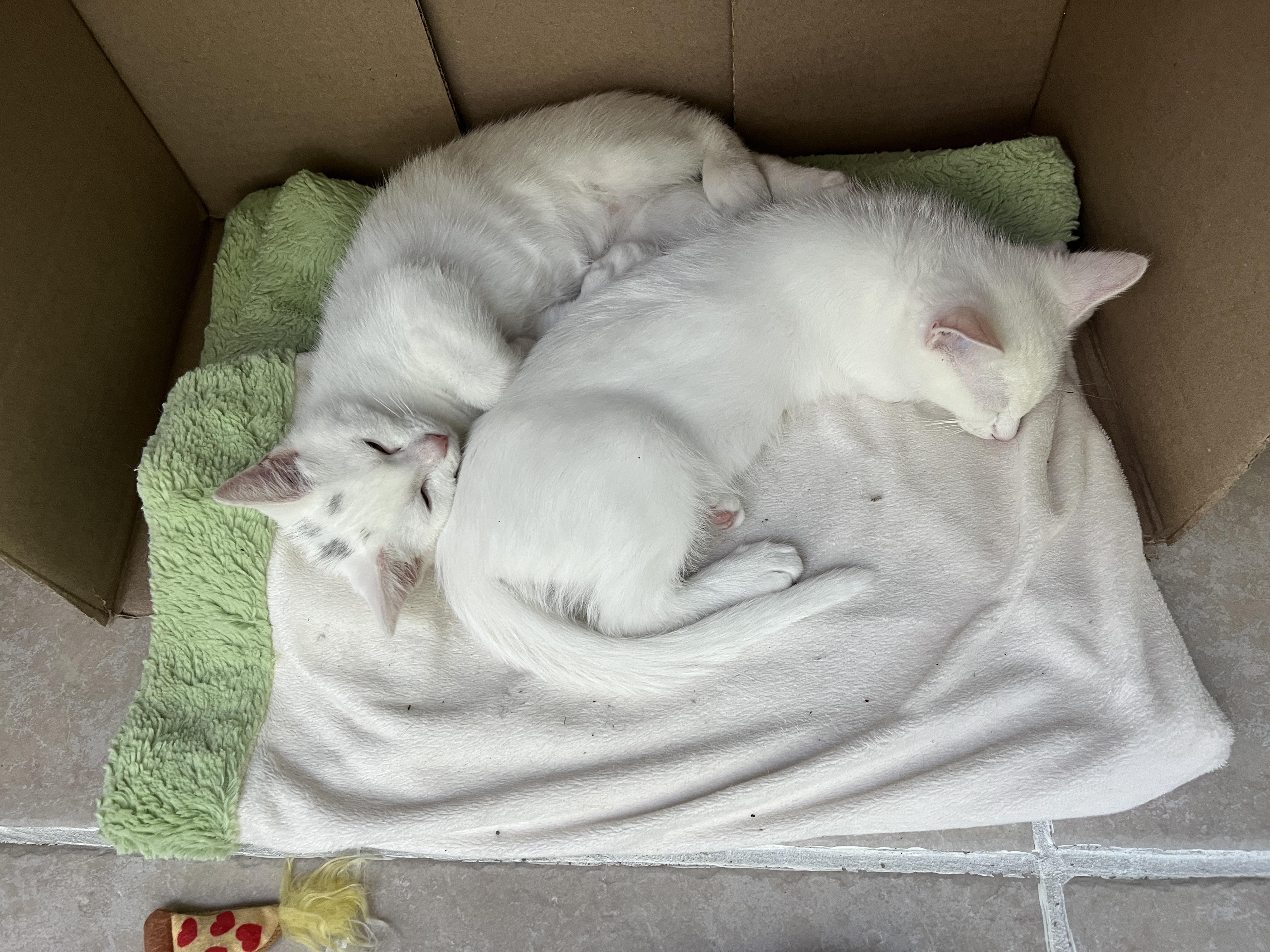 Enlarge Lily, a Adoptable Domestic Short Hair in St. Charles, IL image 6/6