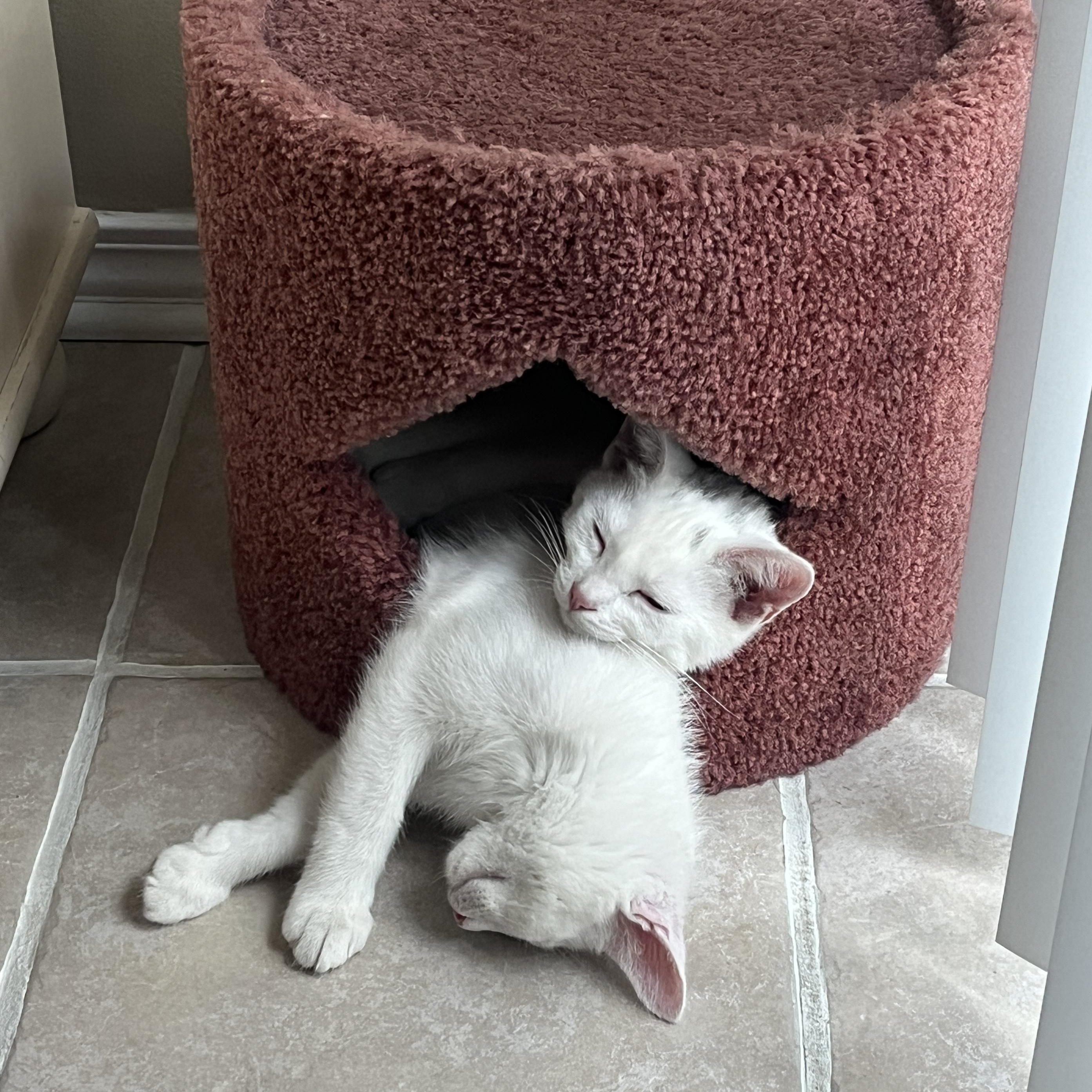 Enlarge Lily, a Adoptable Domestic Short Hair in St. Charles, IL image 2/6