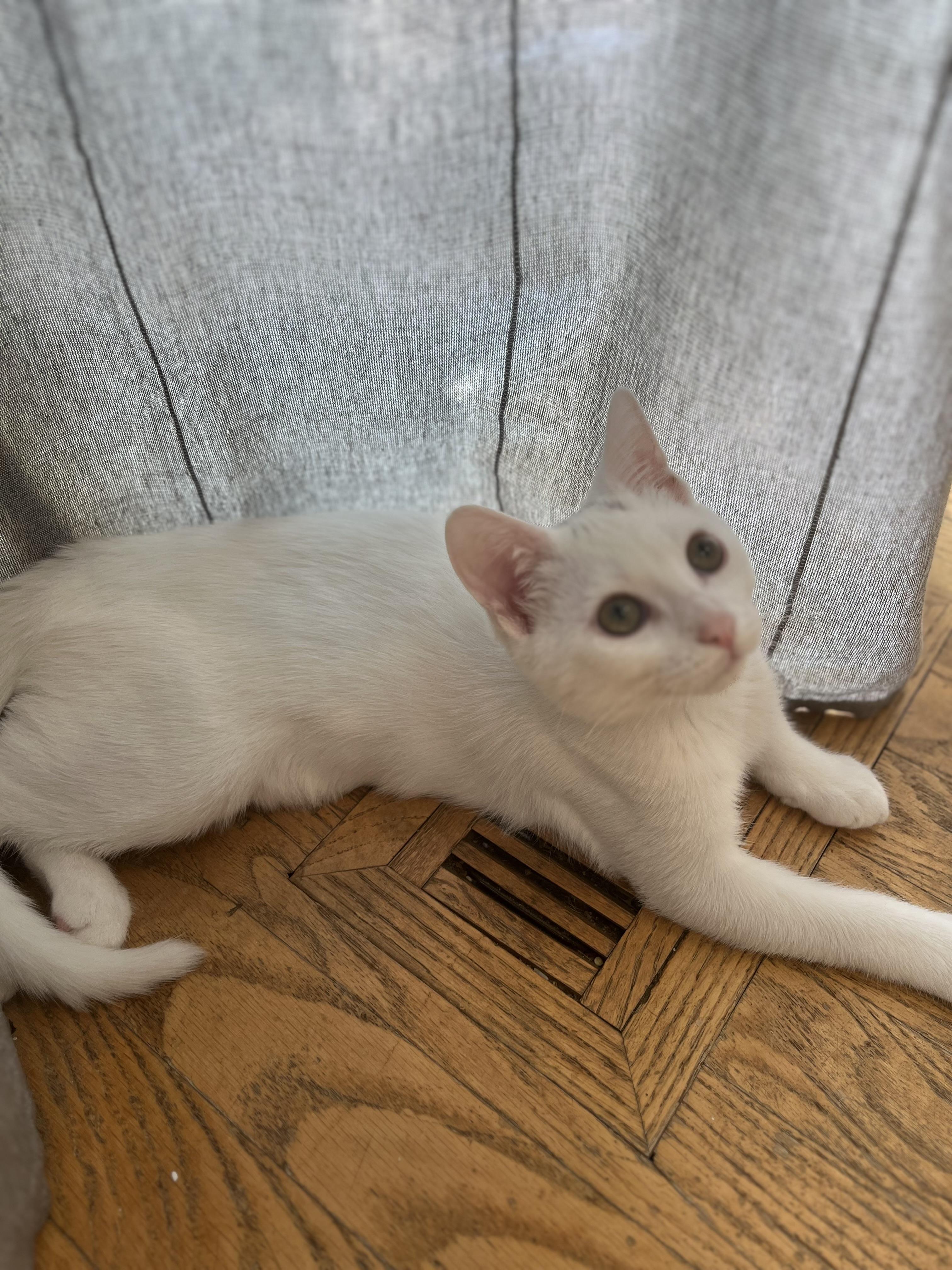 Enlarge Lily, a Adoptable Domestic Short Hair in St. Charles, IL image 3/6